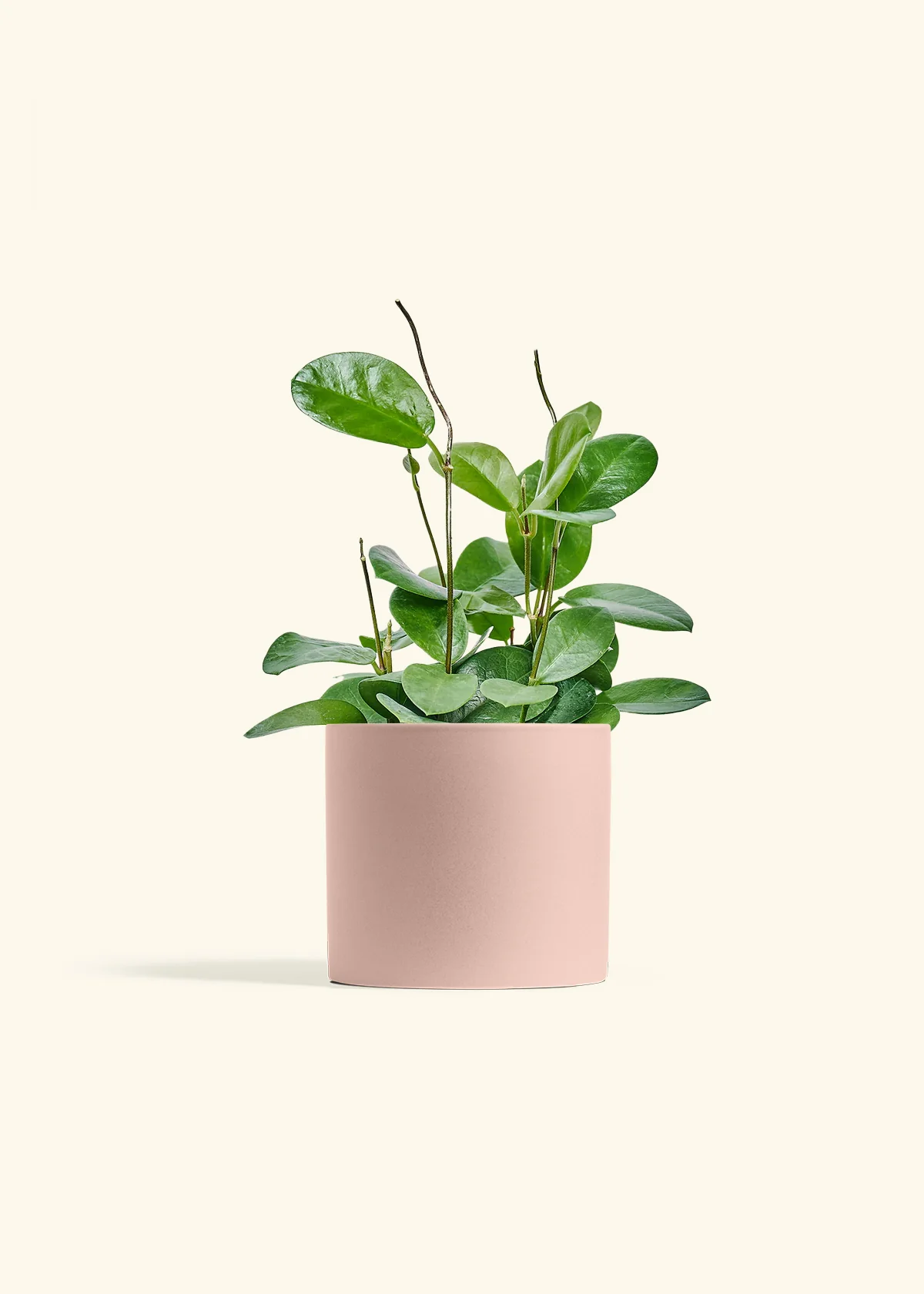 Hoya Australis, Medium - Image 24