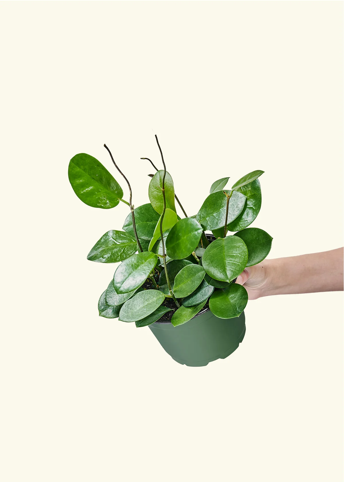 Hoya Australis, Medium - Image 3