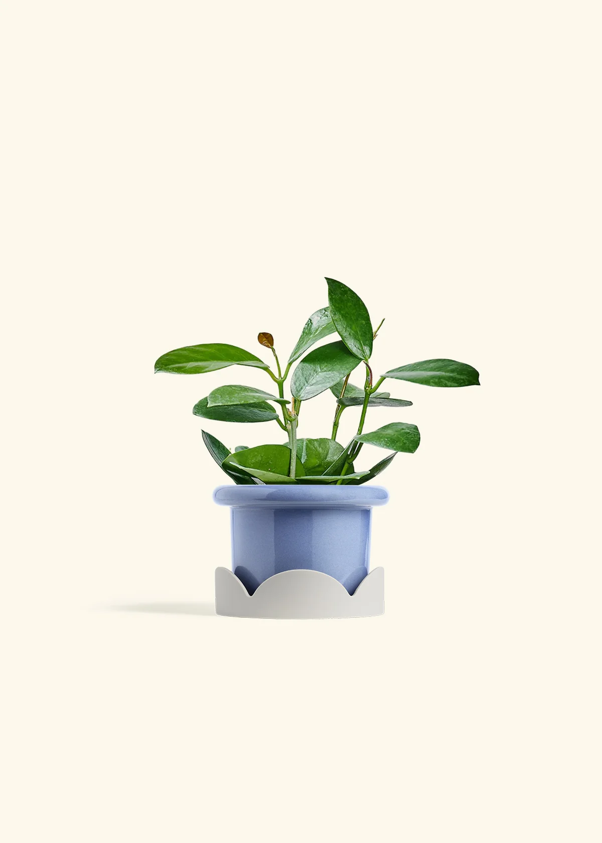 Hoya Australis, Small - Image 10
