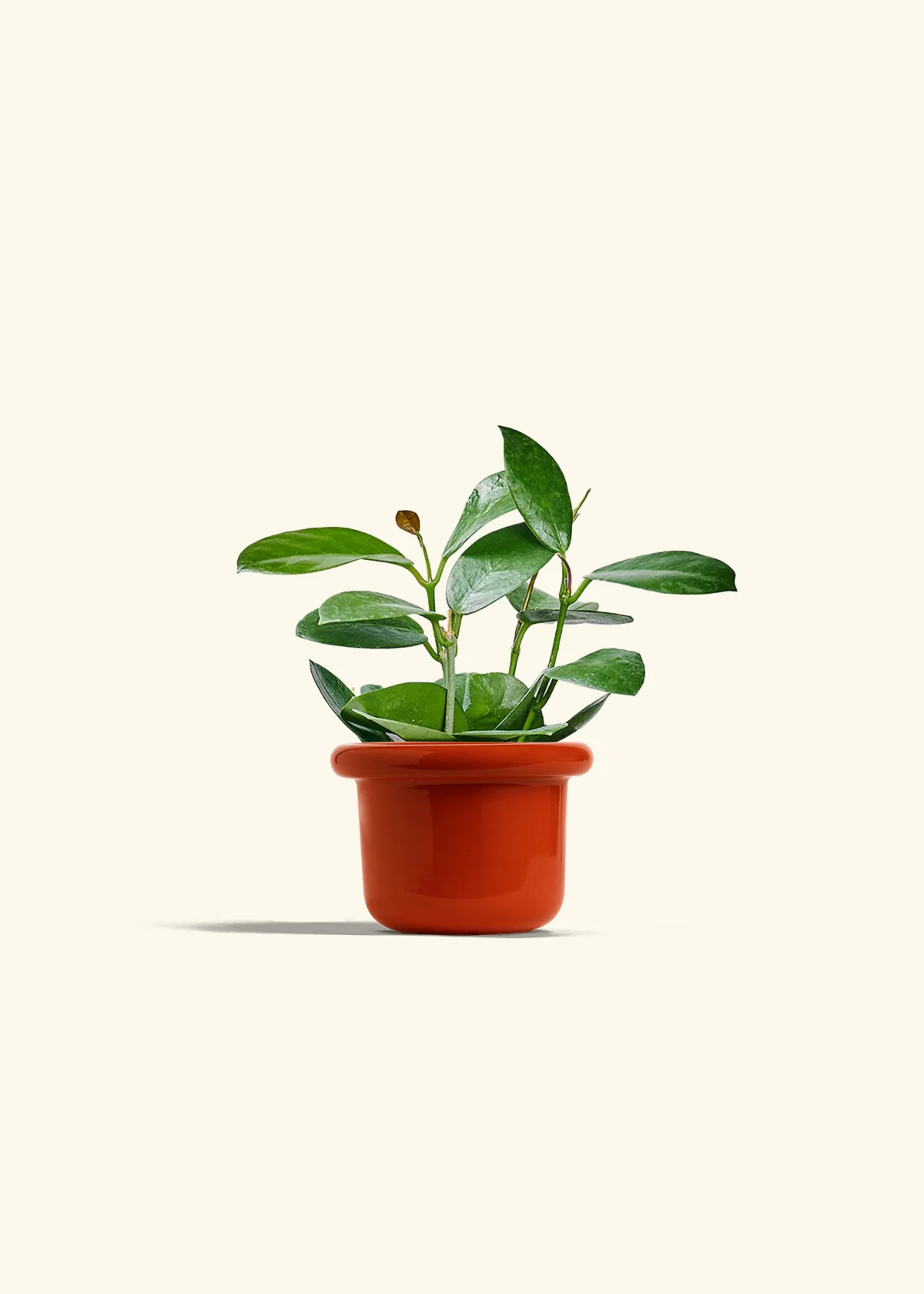 Hoya Australis, Small - Image 12