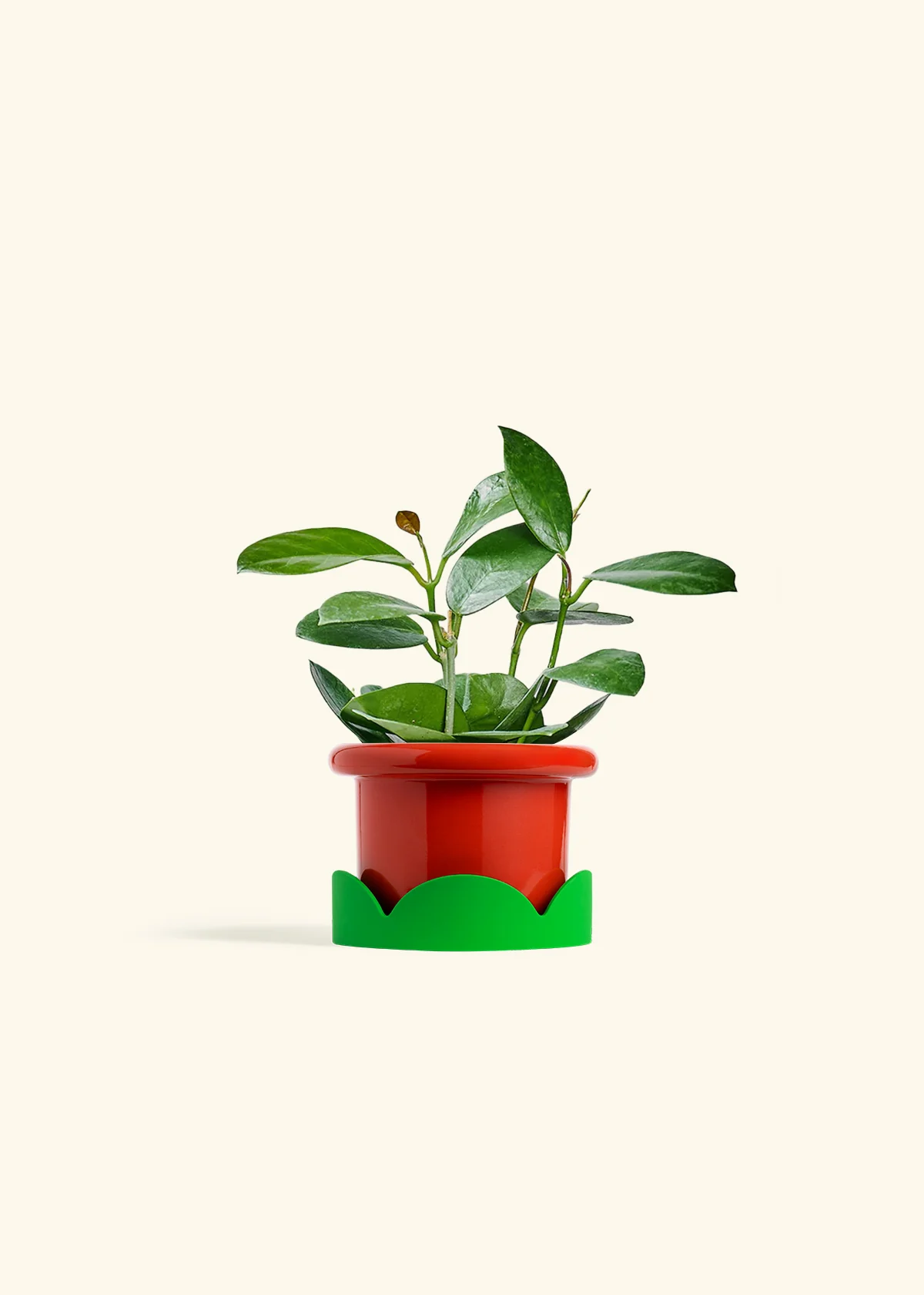 Hoya Australis, Small - Image 13
