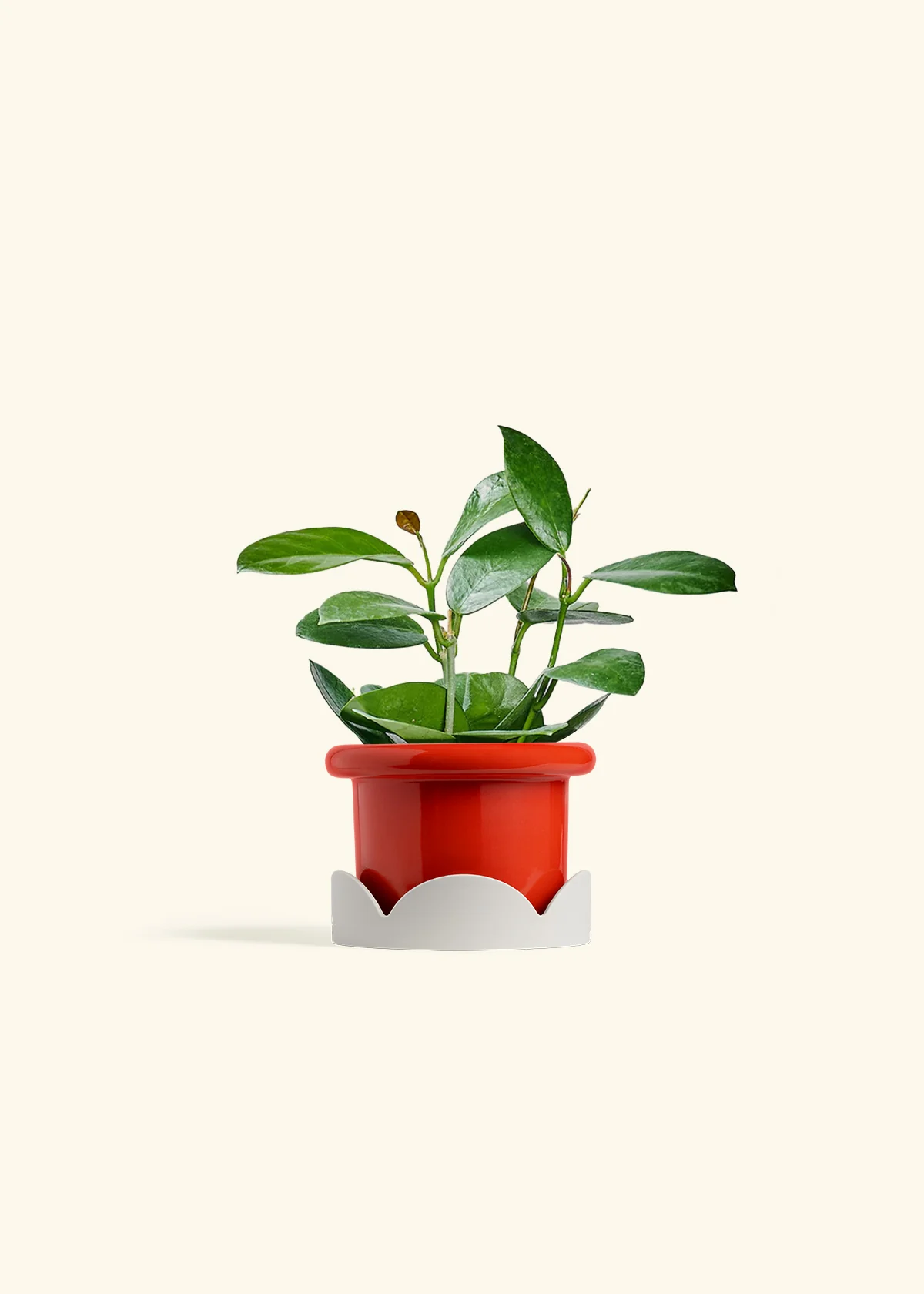 Hoya Australis, Small - Image 14