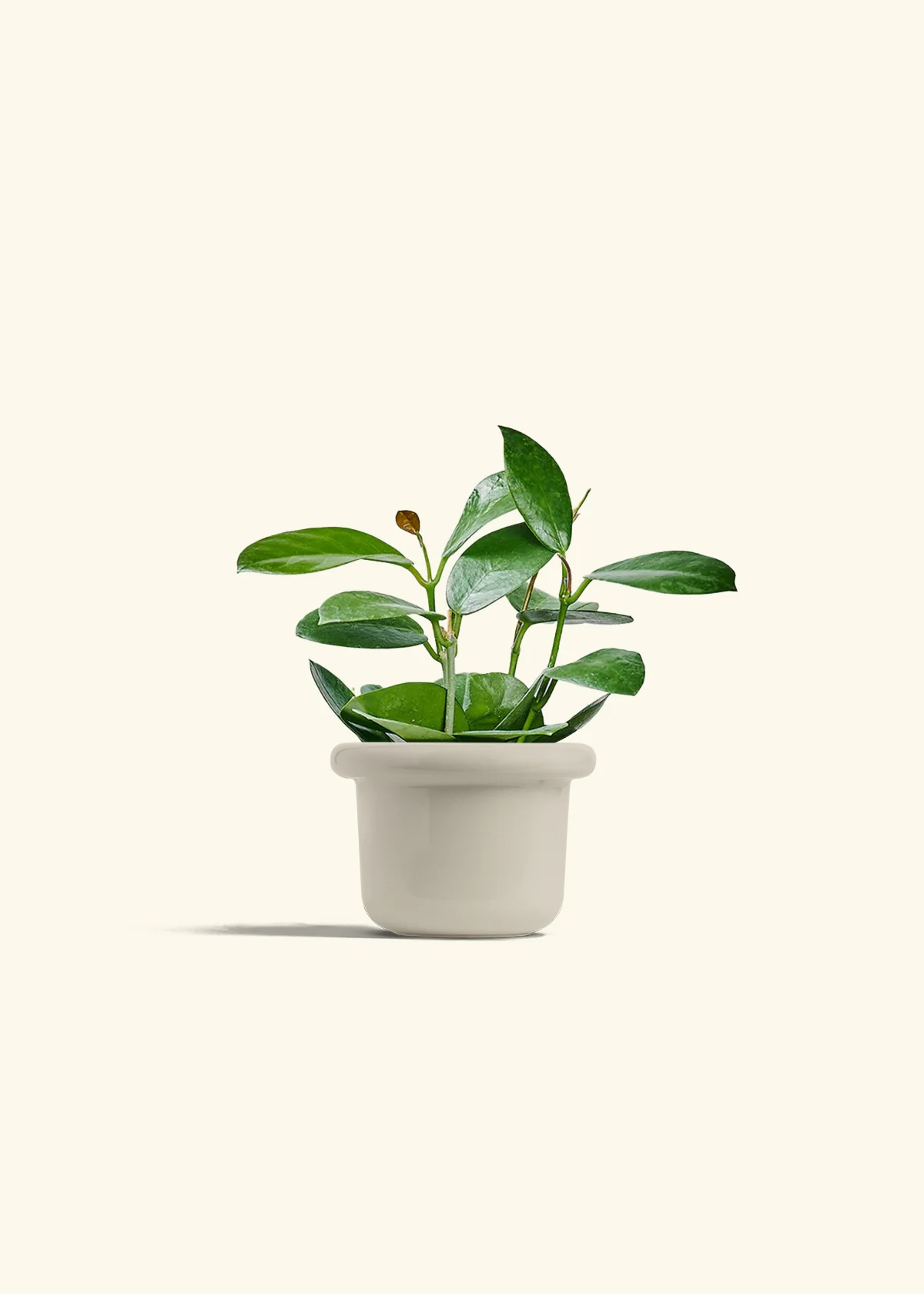 Hoya Australis, Small - Image 16