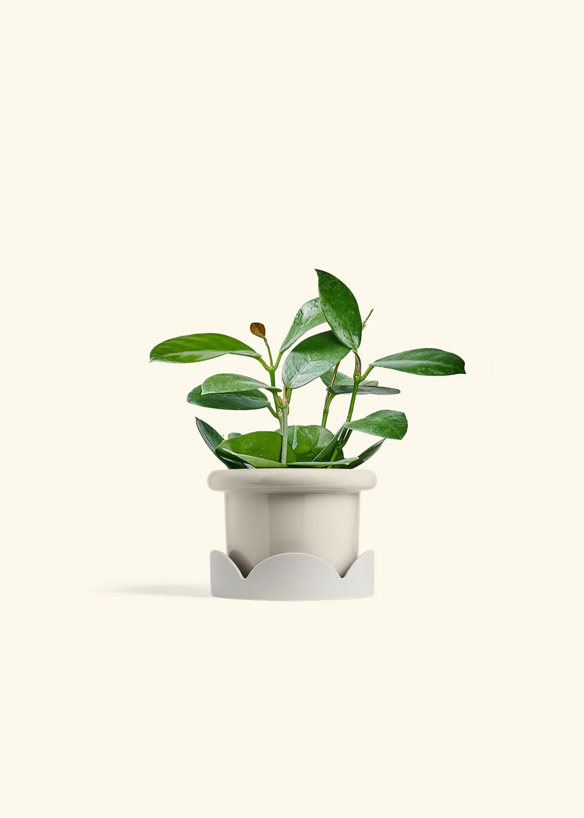 Hoya Australis, Small - Image 18