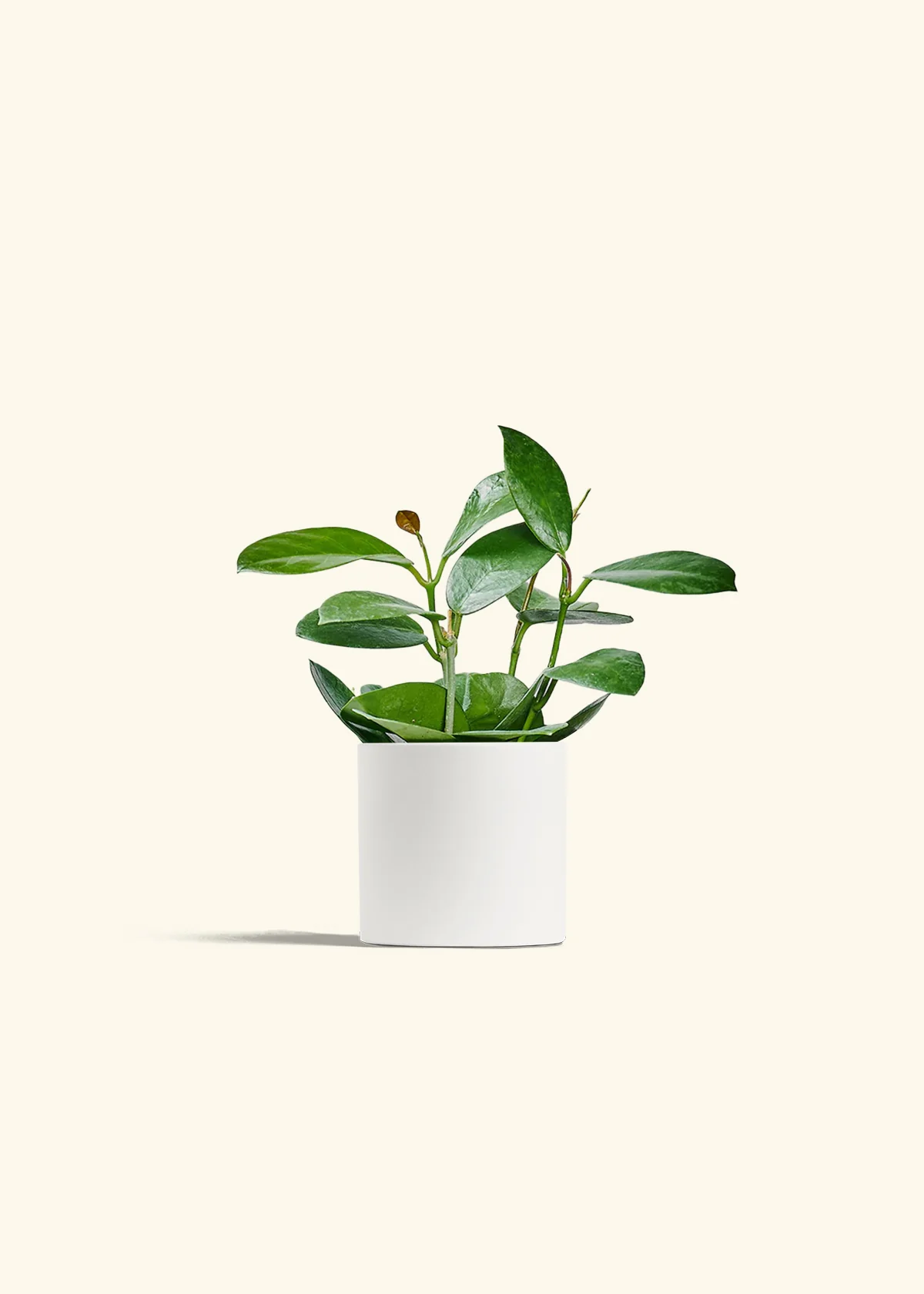 Hoya Australis, Small - Image 20