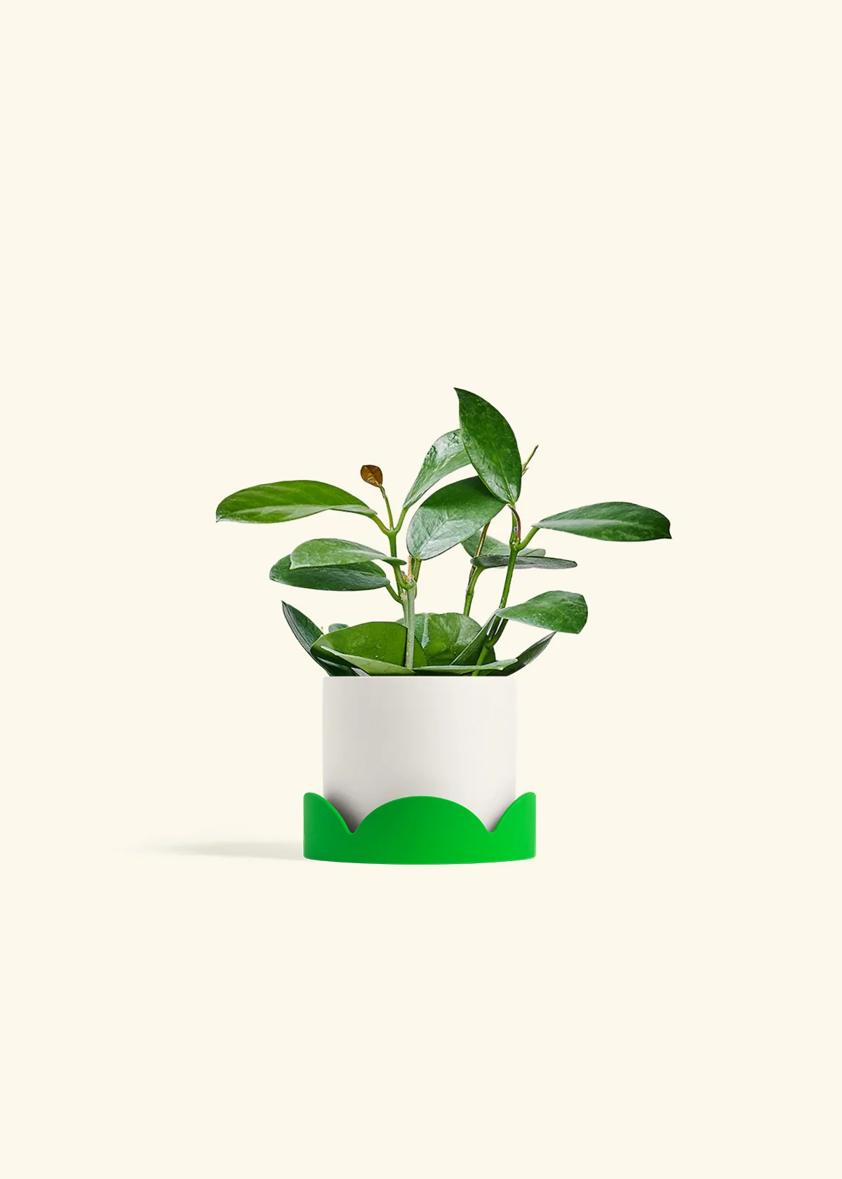 Hoya Australis, Small - Image 21