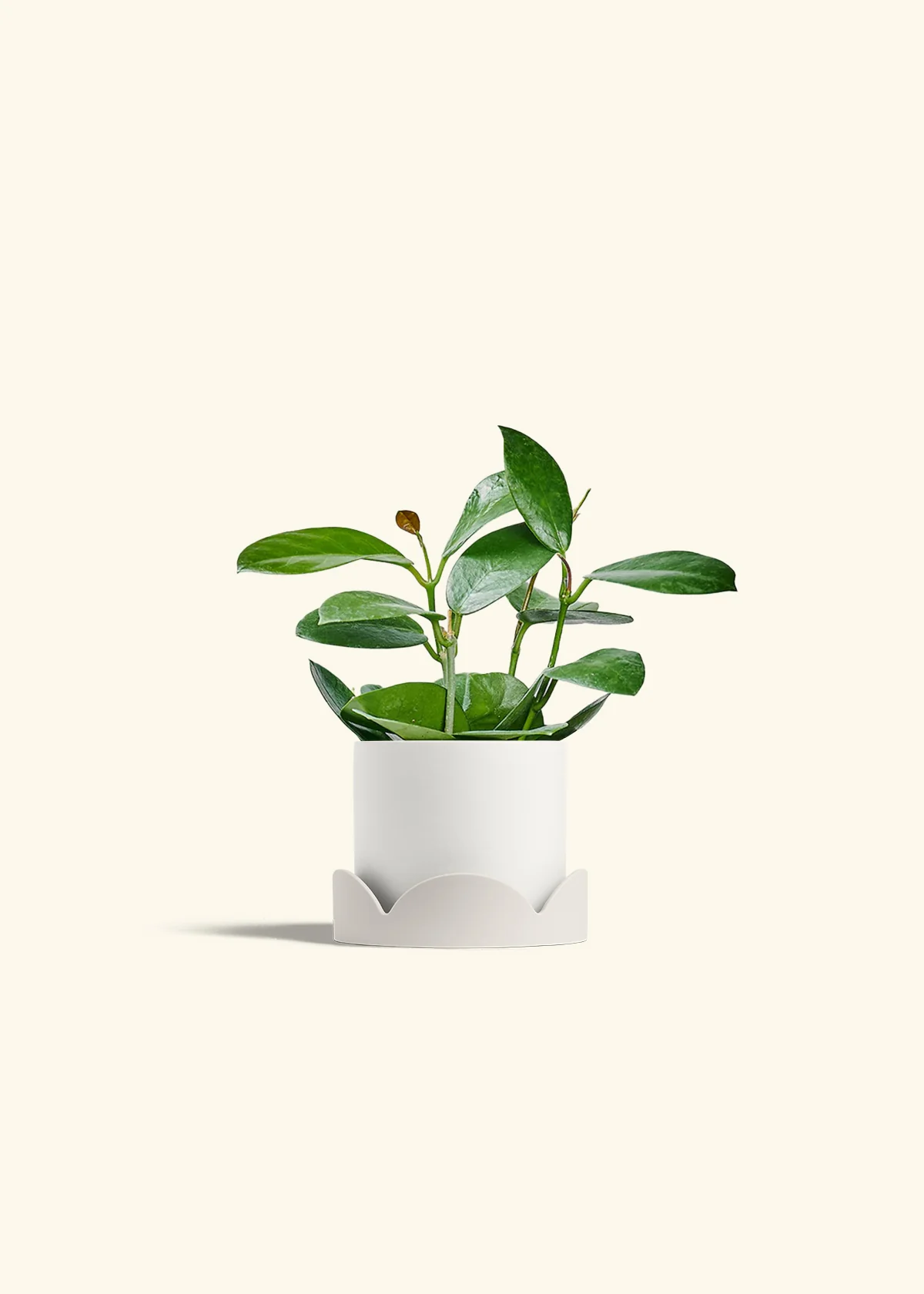 Hoya Australis, Small - Image 22