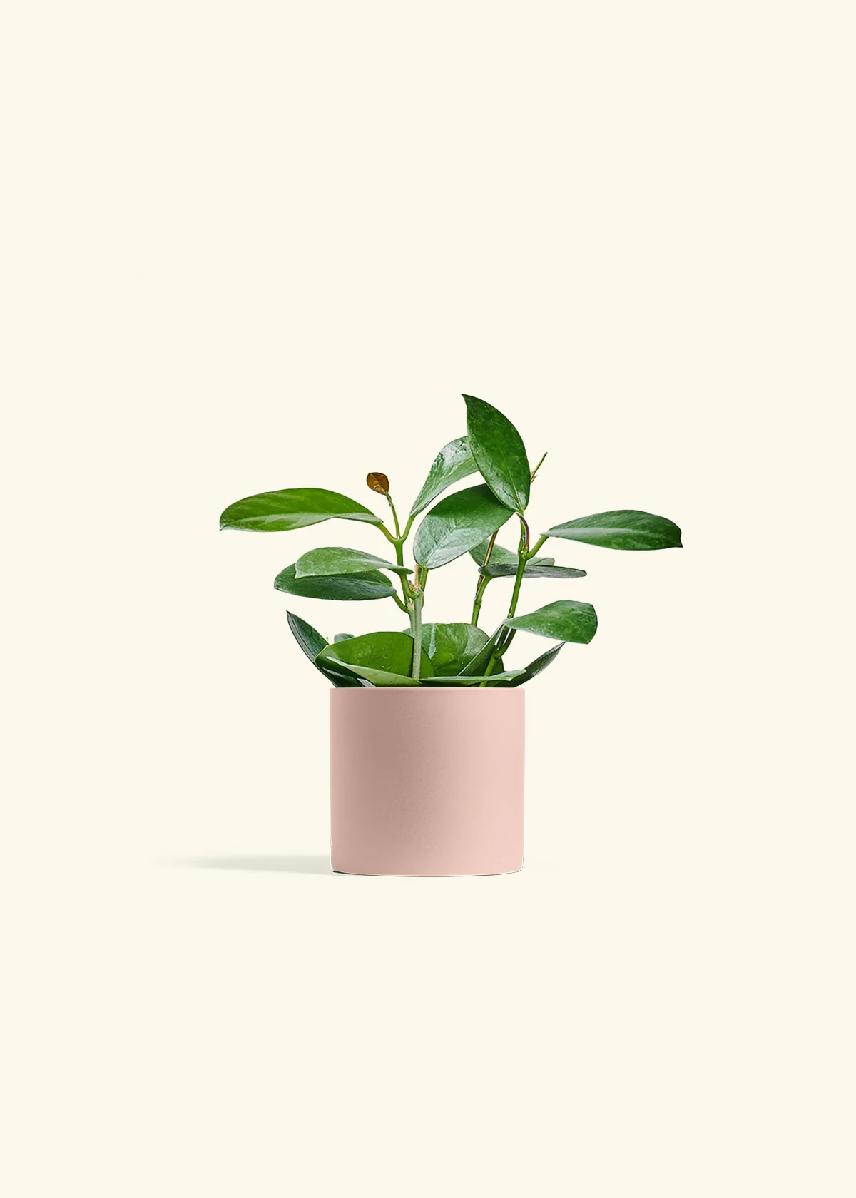 Hoya Australis, Small - Image 24