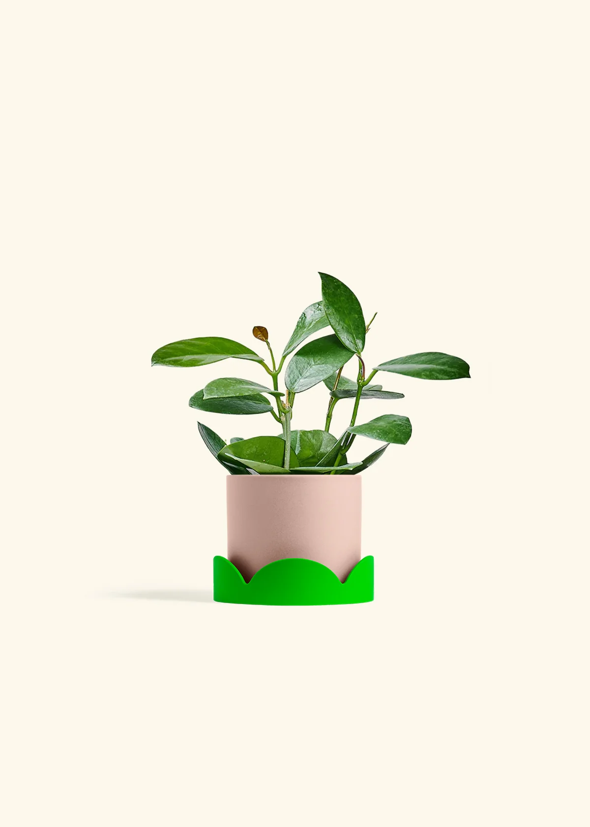Hoya Australis, Small - Image 25