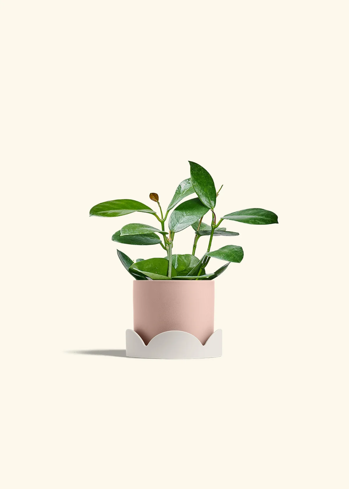 Hoya Australis, Small - Image 26