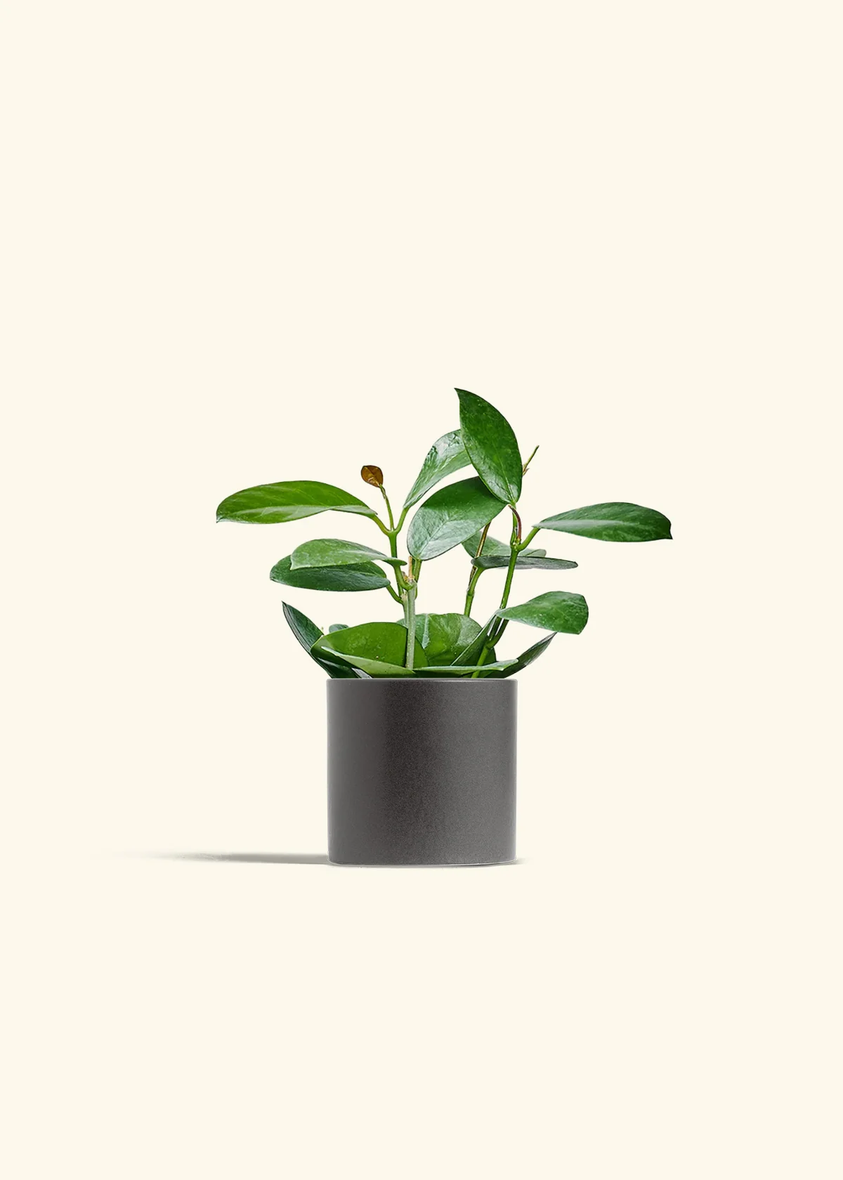 Hoya Australis, Small - Image 28