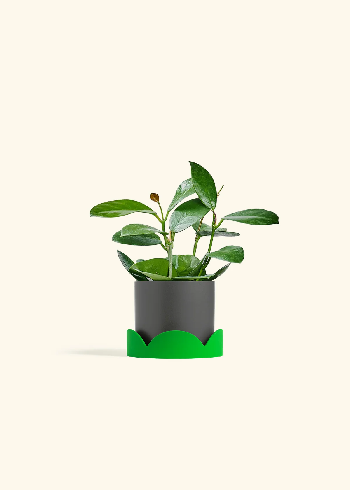 Hoya Australis, Small - Image 29