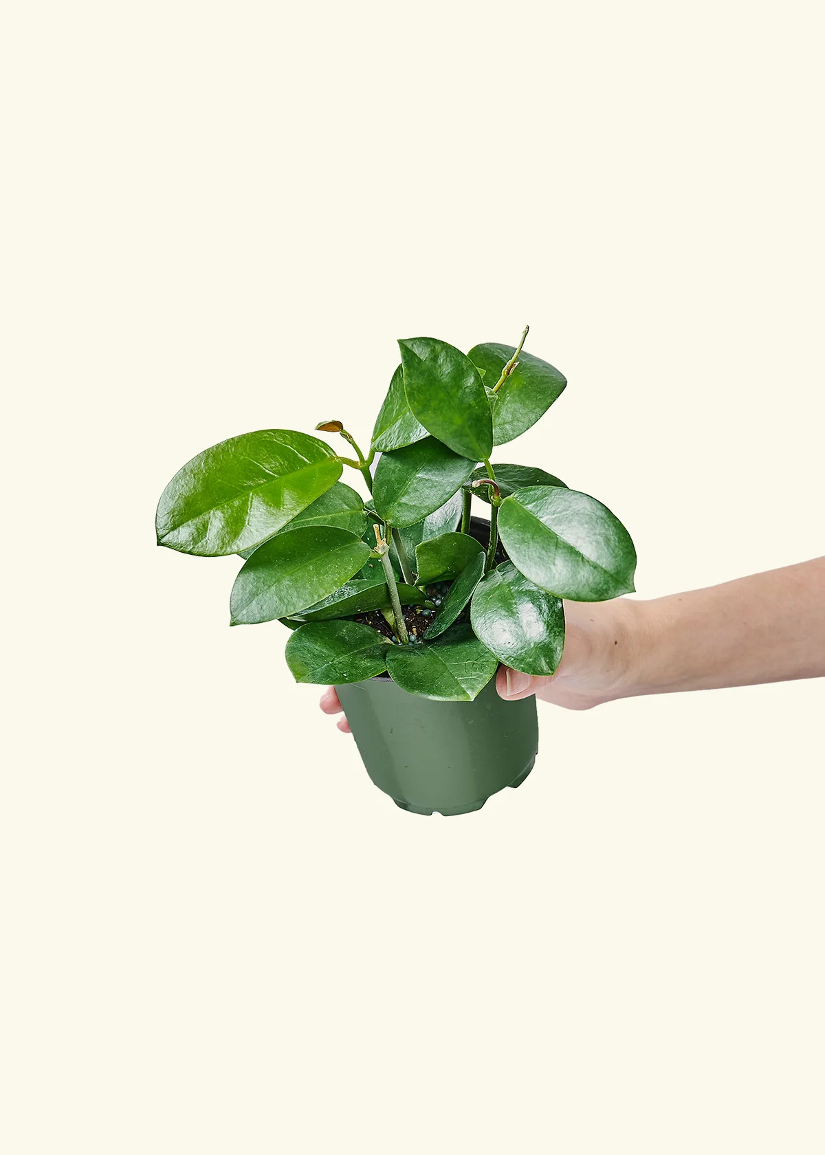 Hoya Australis, Small - Image 3