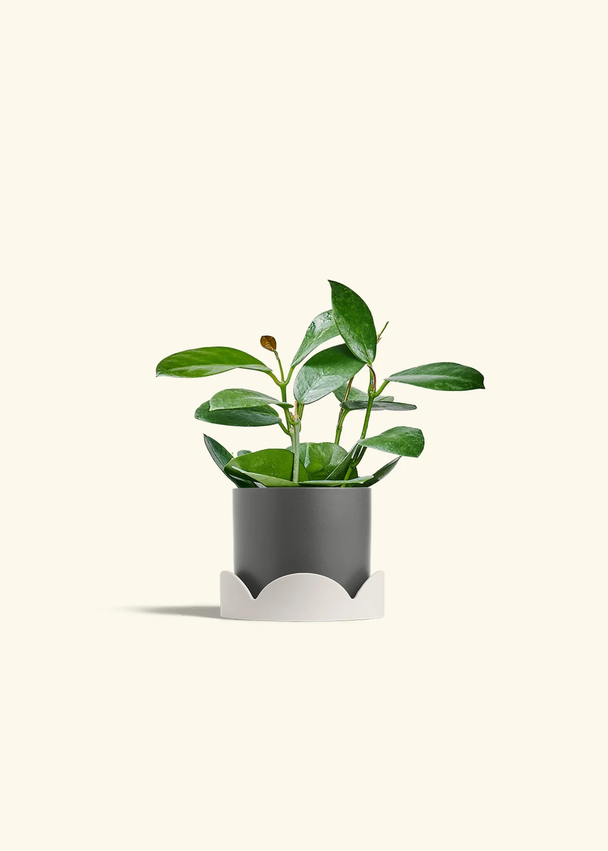 Hoya Australis, Small - Image 30