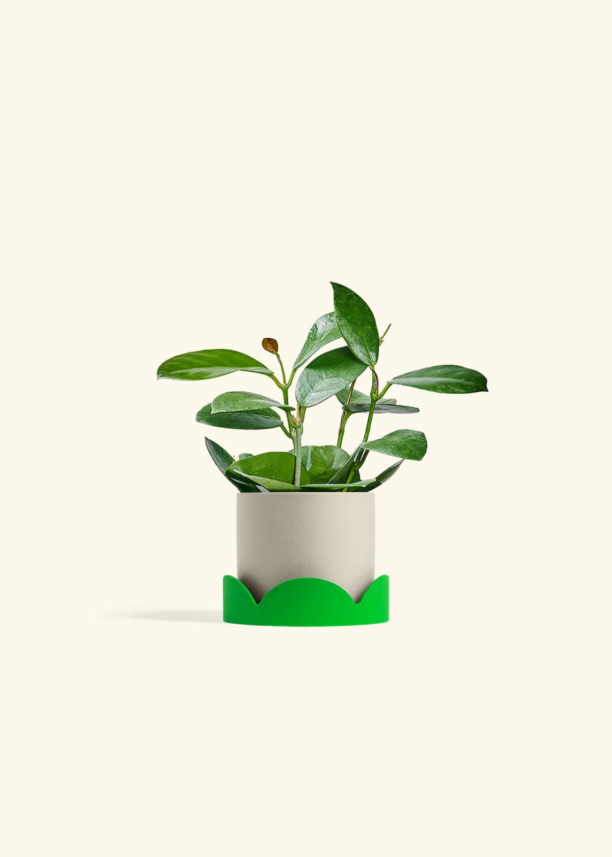 Hoya Australis, Small - Image 33