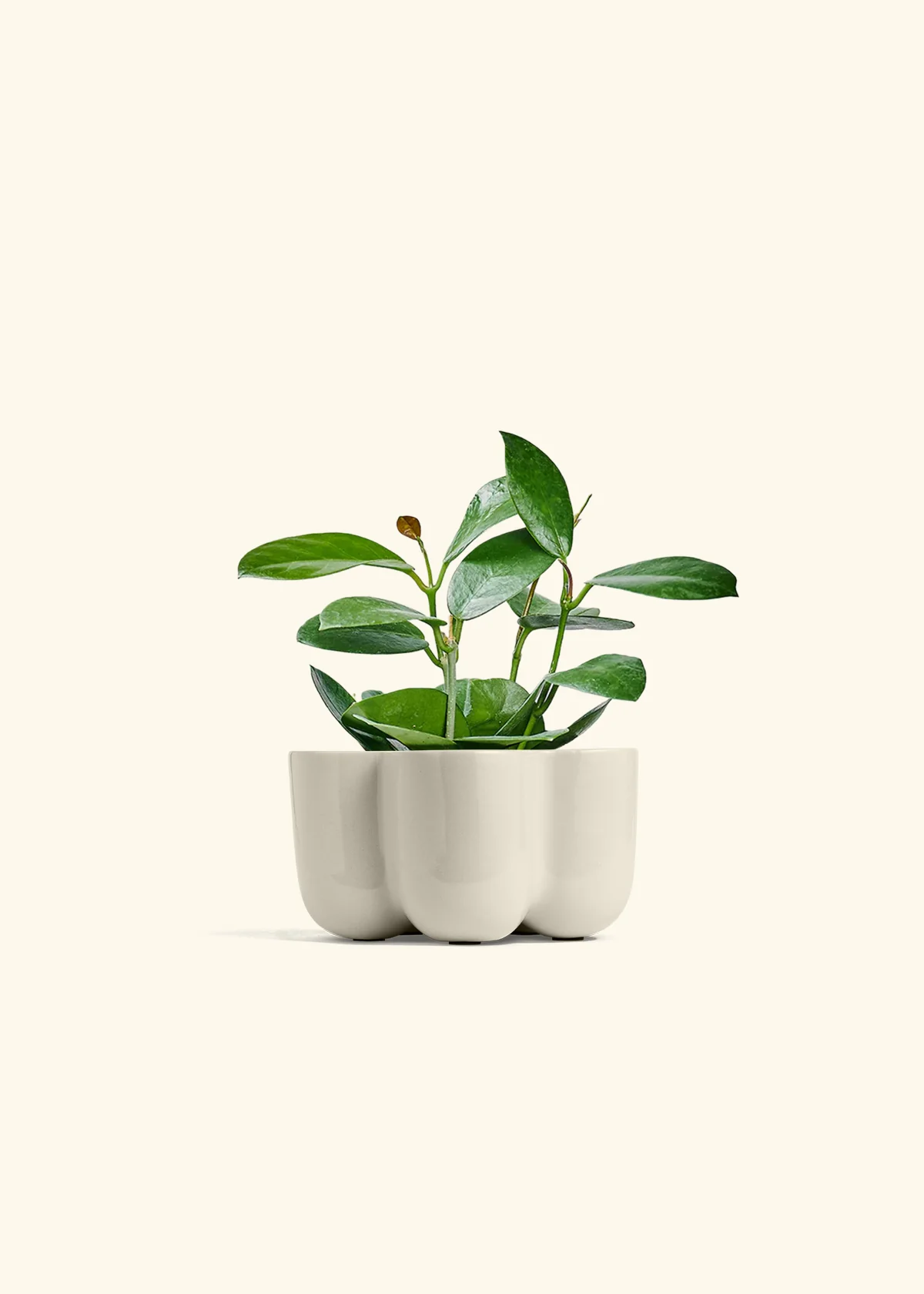 Hoya Australis, Small - Image 36