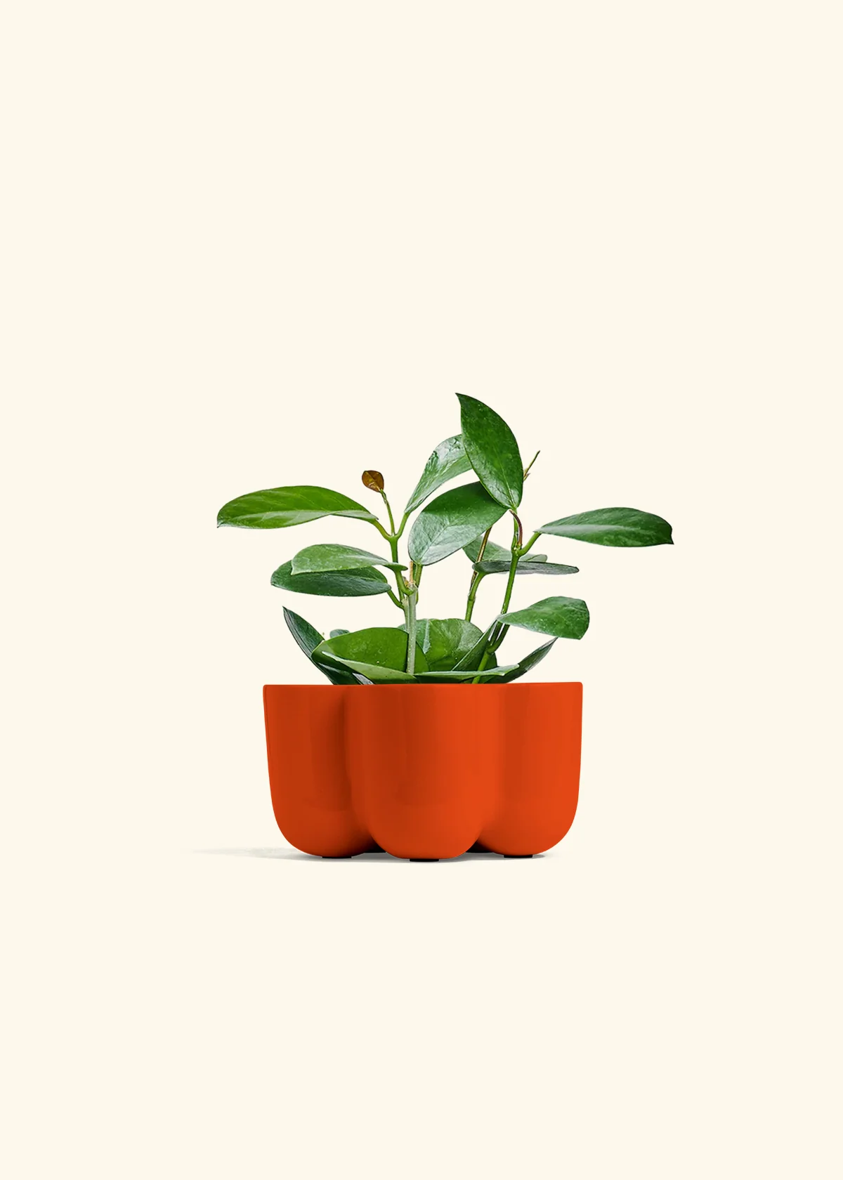 Hoya Australis, Small - Image 37