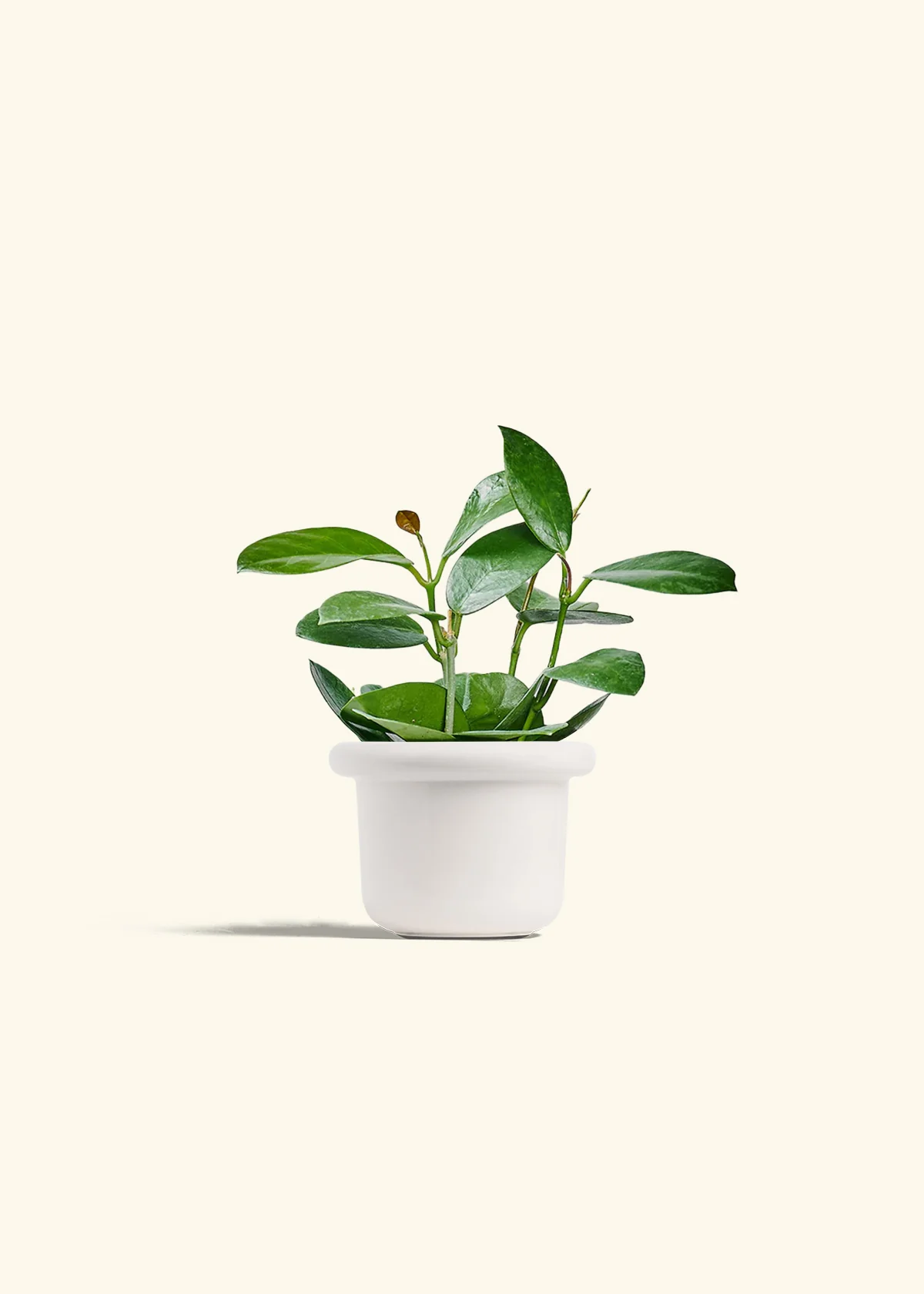 Hoya Australis, Small - Image 4