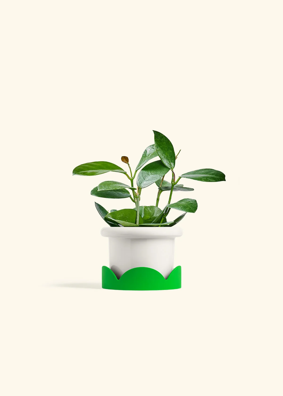 Hoya Australis, Small - Image 5