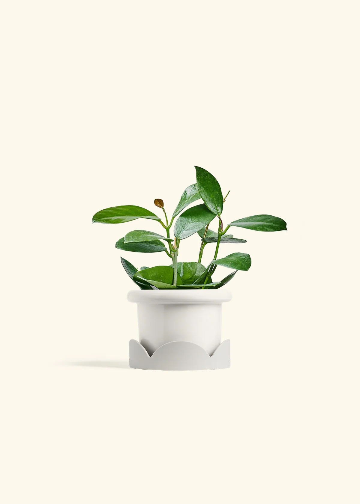 Hoya Australis, Small - Image 6
