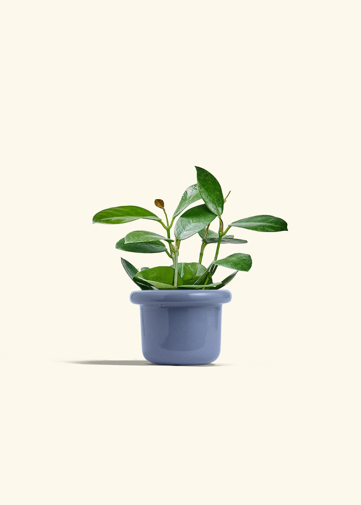 Hoya Australis, Small - Image 8