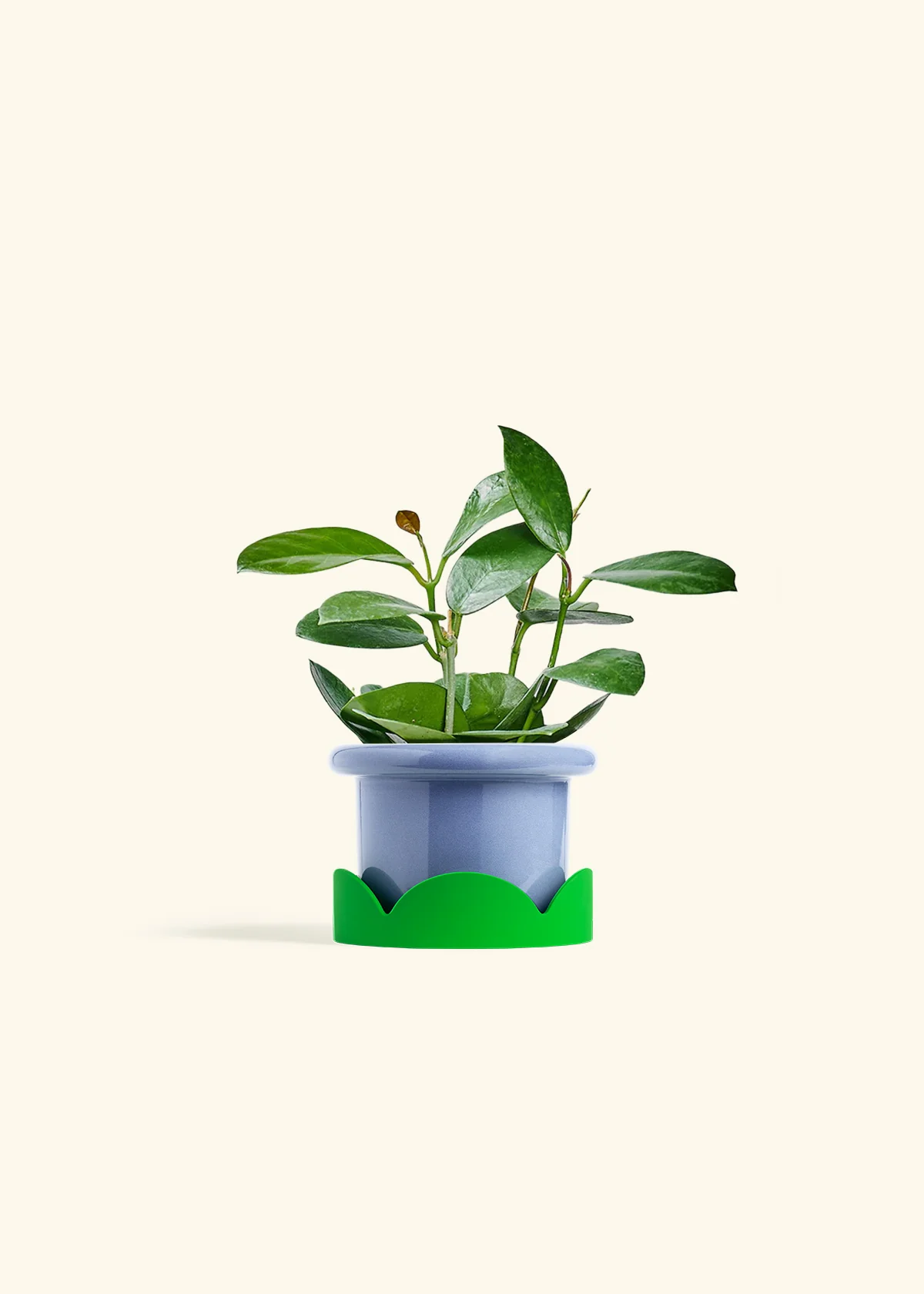 Hoya Australis, Small - Image 9