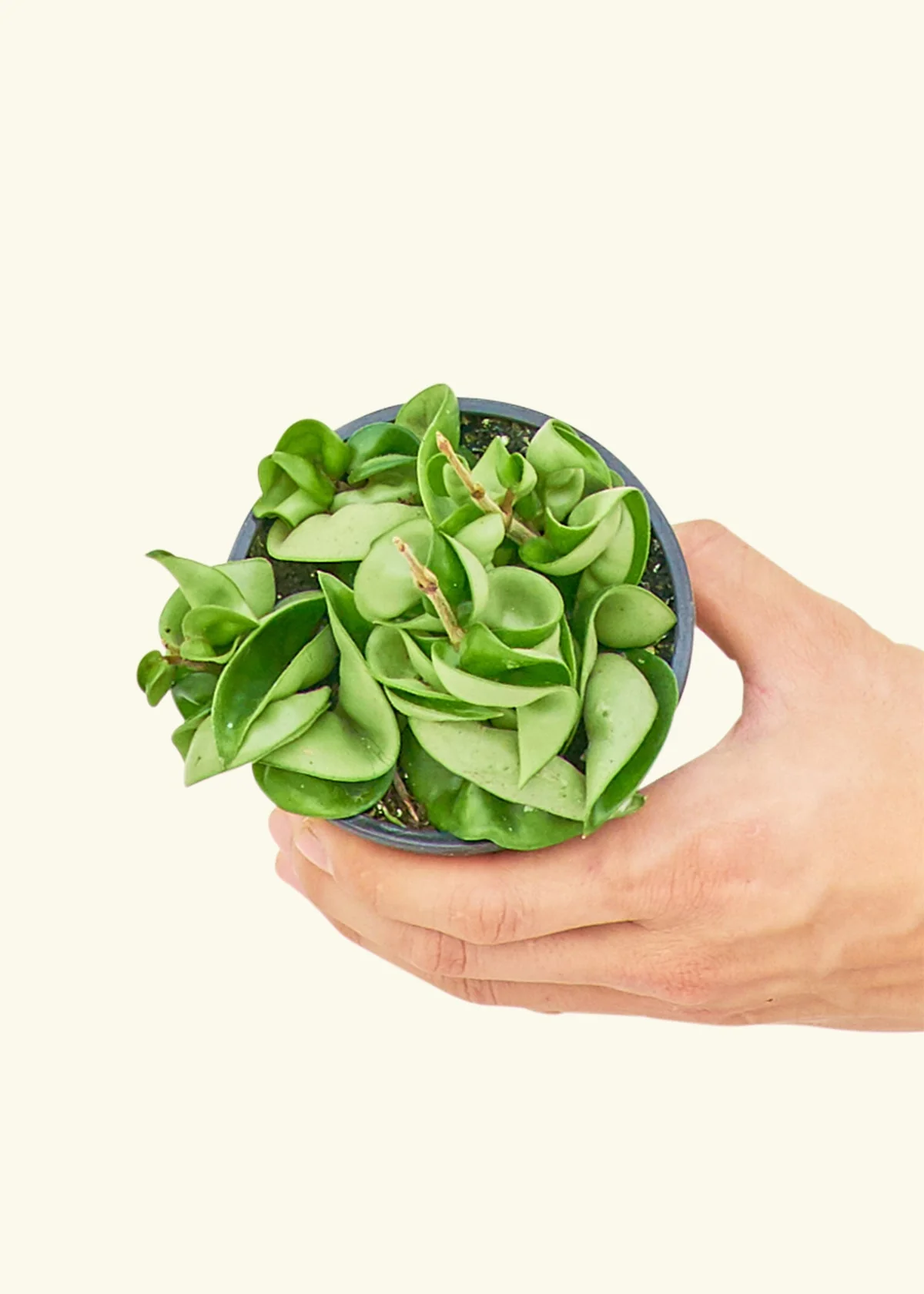 Hoya 'Rope' Plant, Small - Image 3