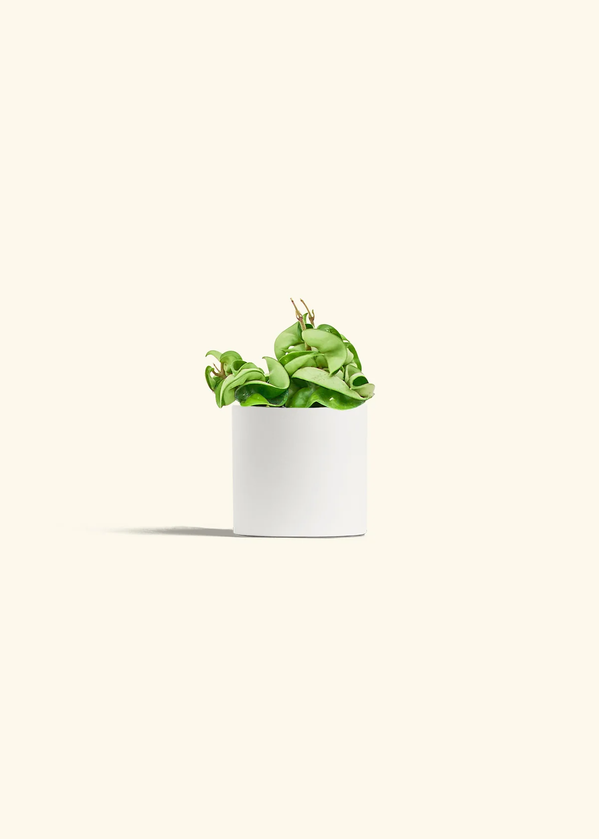 Hoya 'Rope' Plant, Small - Image 4