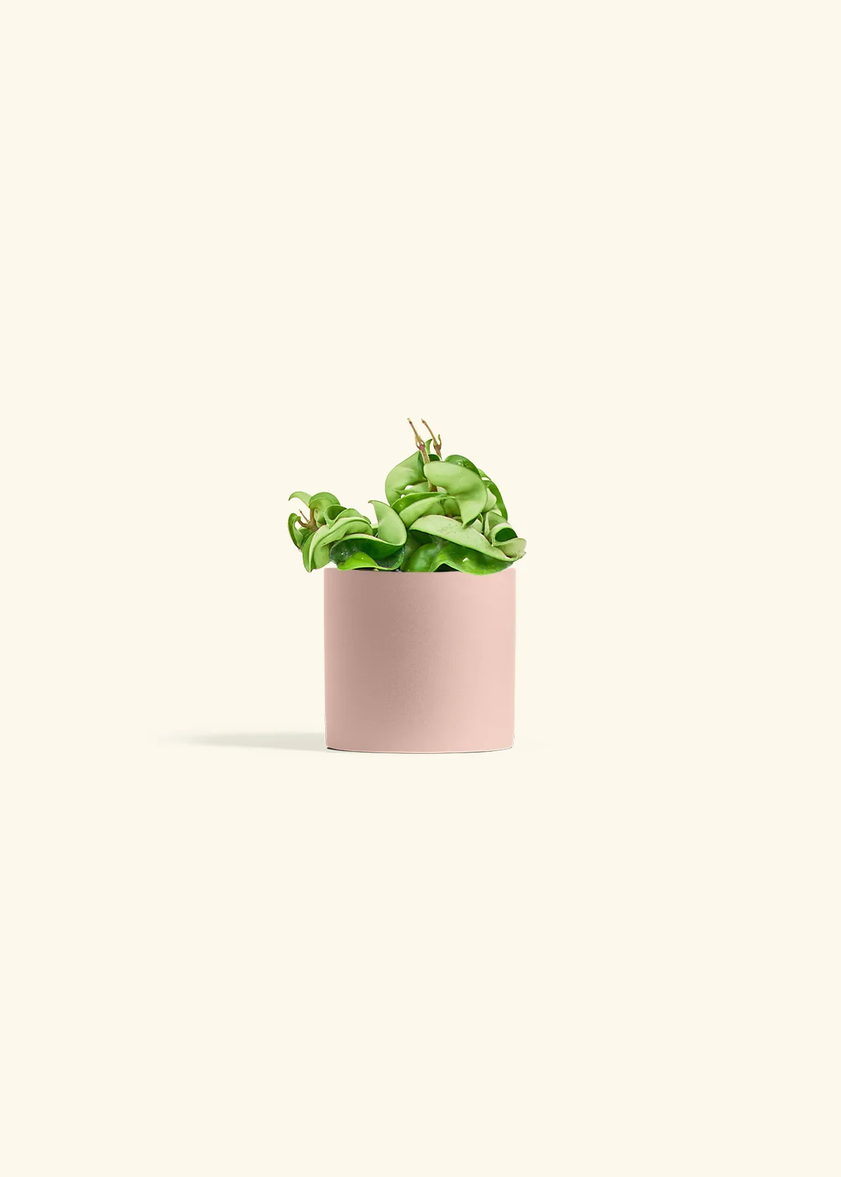 Hoya 'Rope' Plant, Small - Image 5