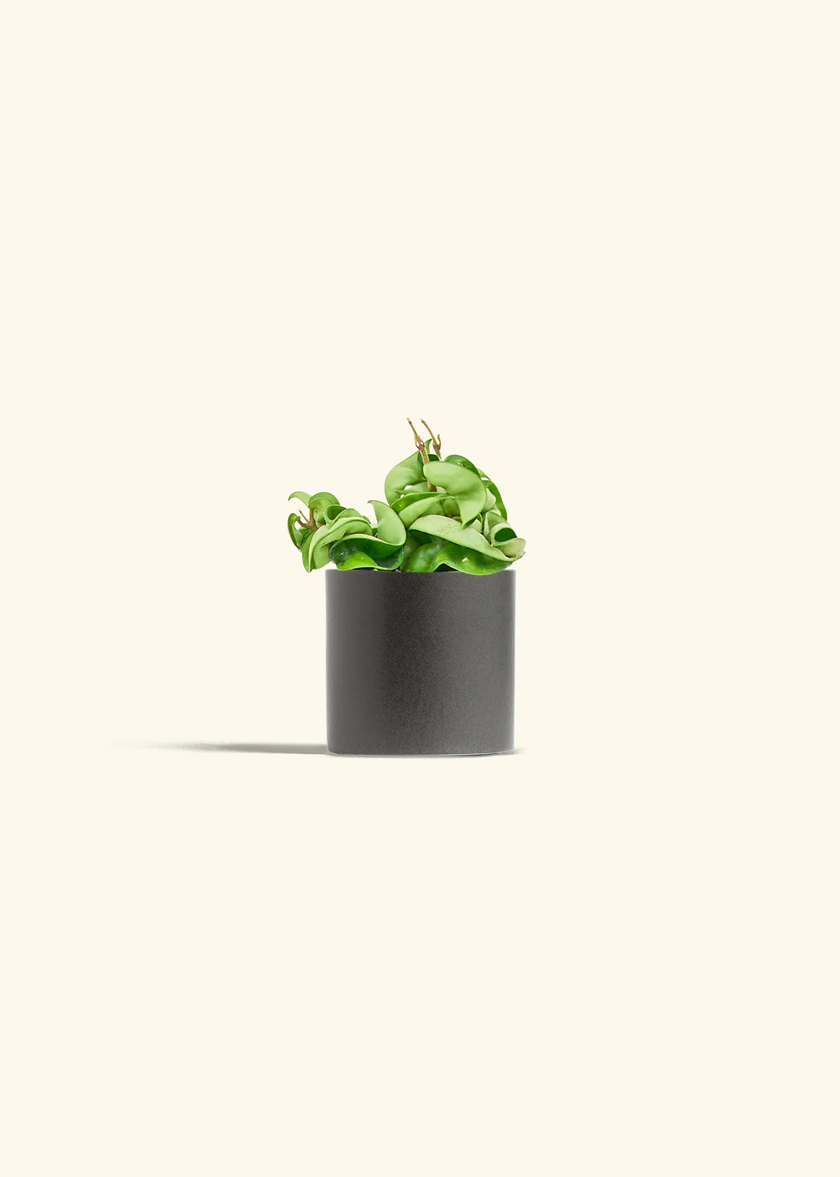 Hoya 'Rope' Plant, Small - Image 6