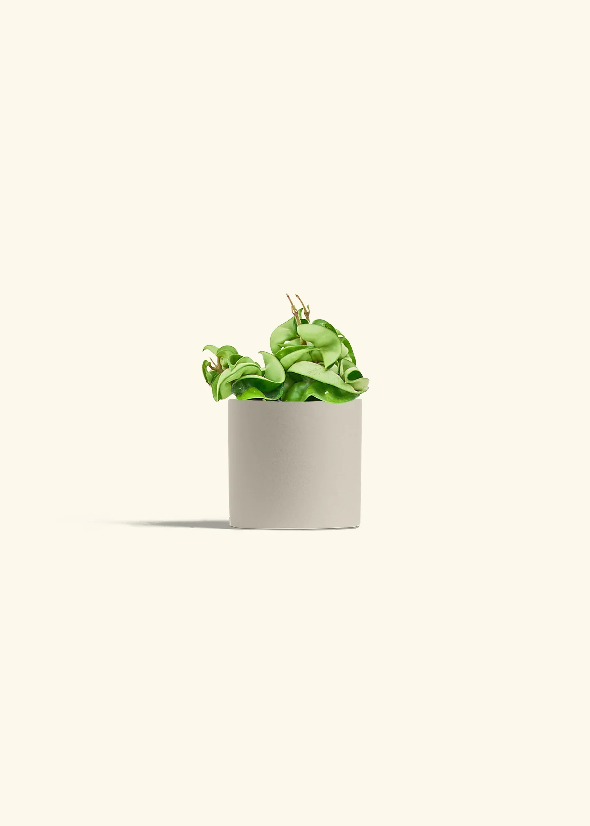 Hoya 'Rope' Plant, Small - Image 7