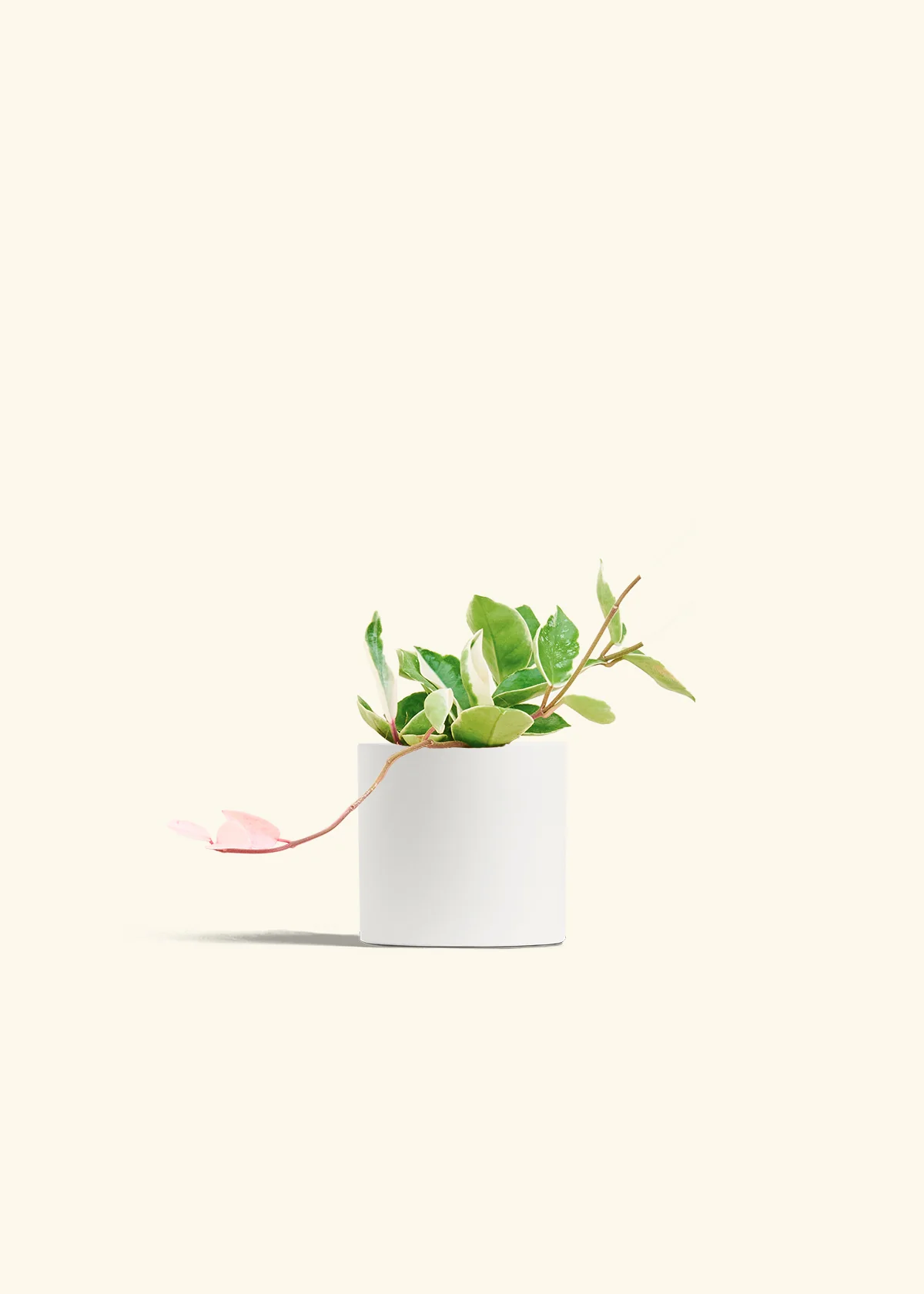 Hoya 'Krimson Queen', Small - Image 3