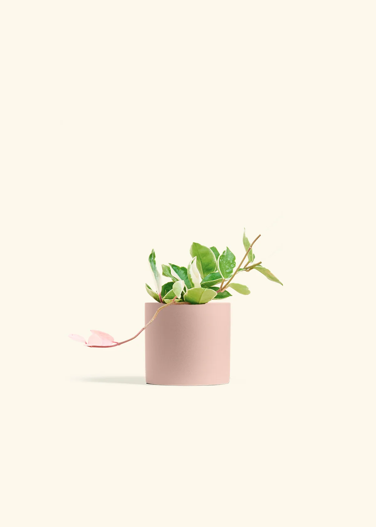 Hoya 'Krimson Queen', Small - Image 4