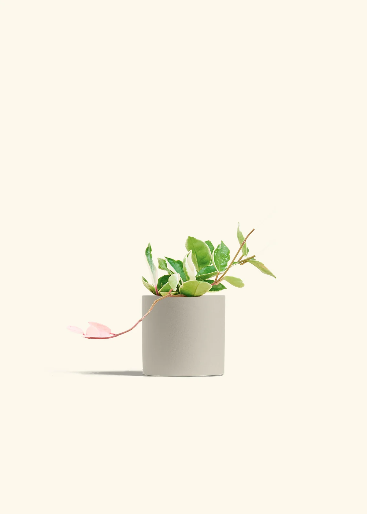 Hoya 'Krimson Queen', Small - Image 6