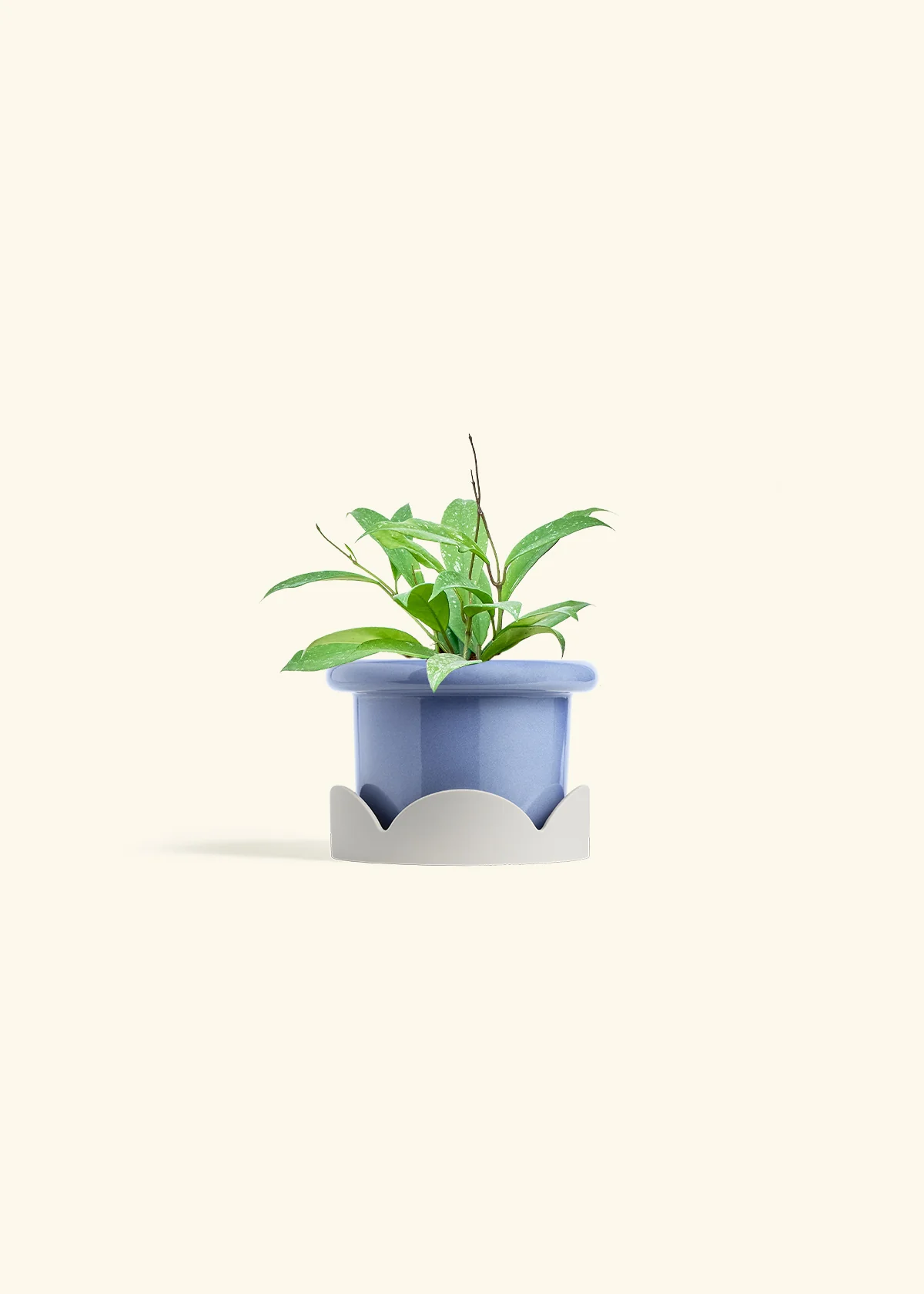 Hoya 'Silver Splash', Small - Image 10