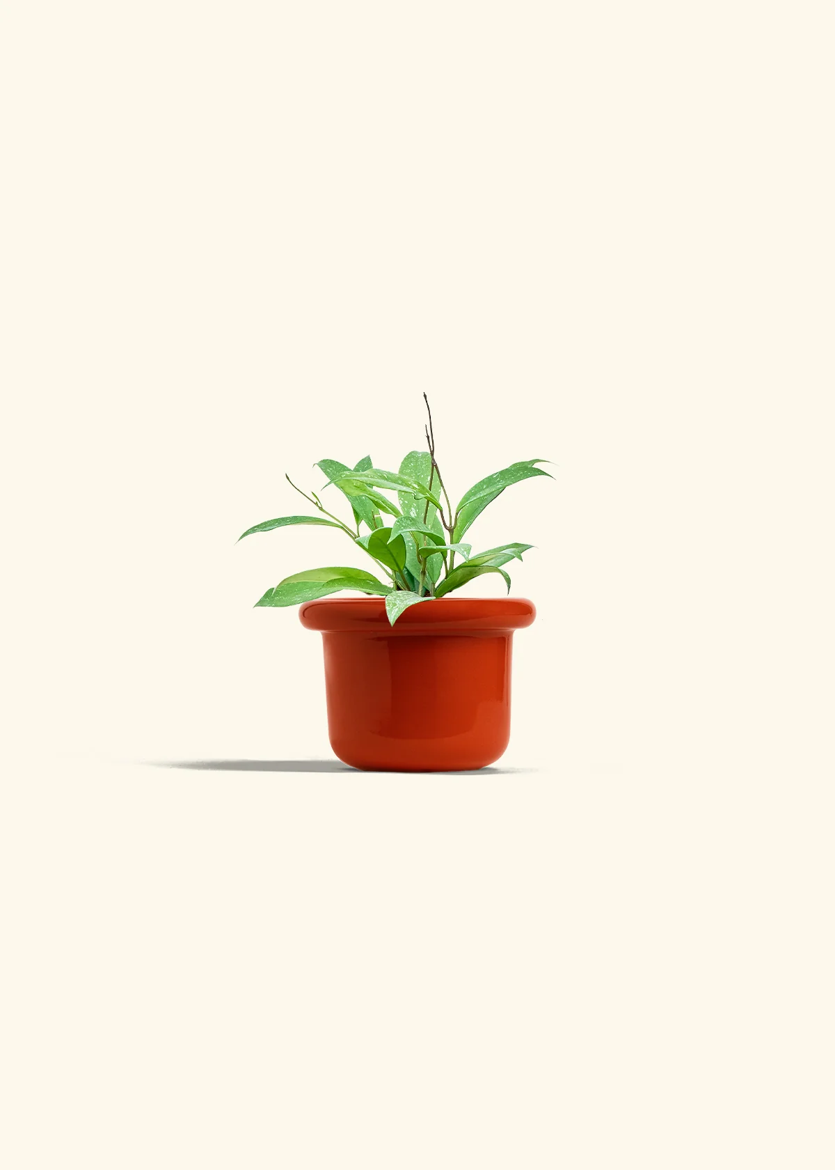 Hoya 'Silver Splash', Small - Image 12
