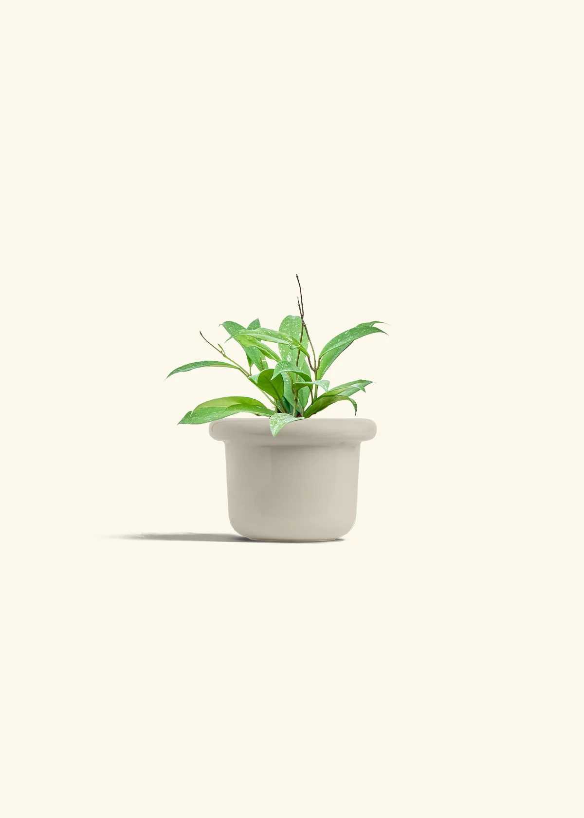 Hoya 'Silver Splash', Small - Image 16