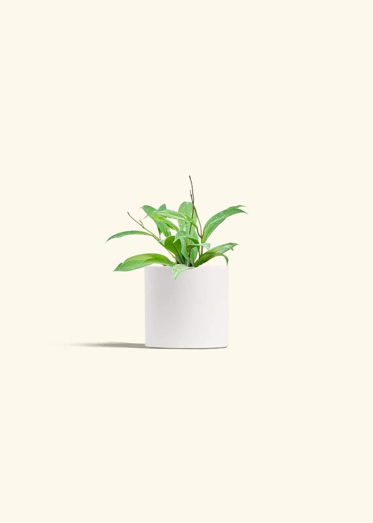 Hoya 'Silver Splash', Small - Image 20