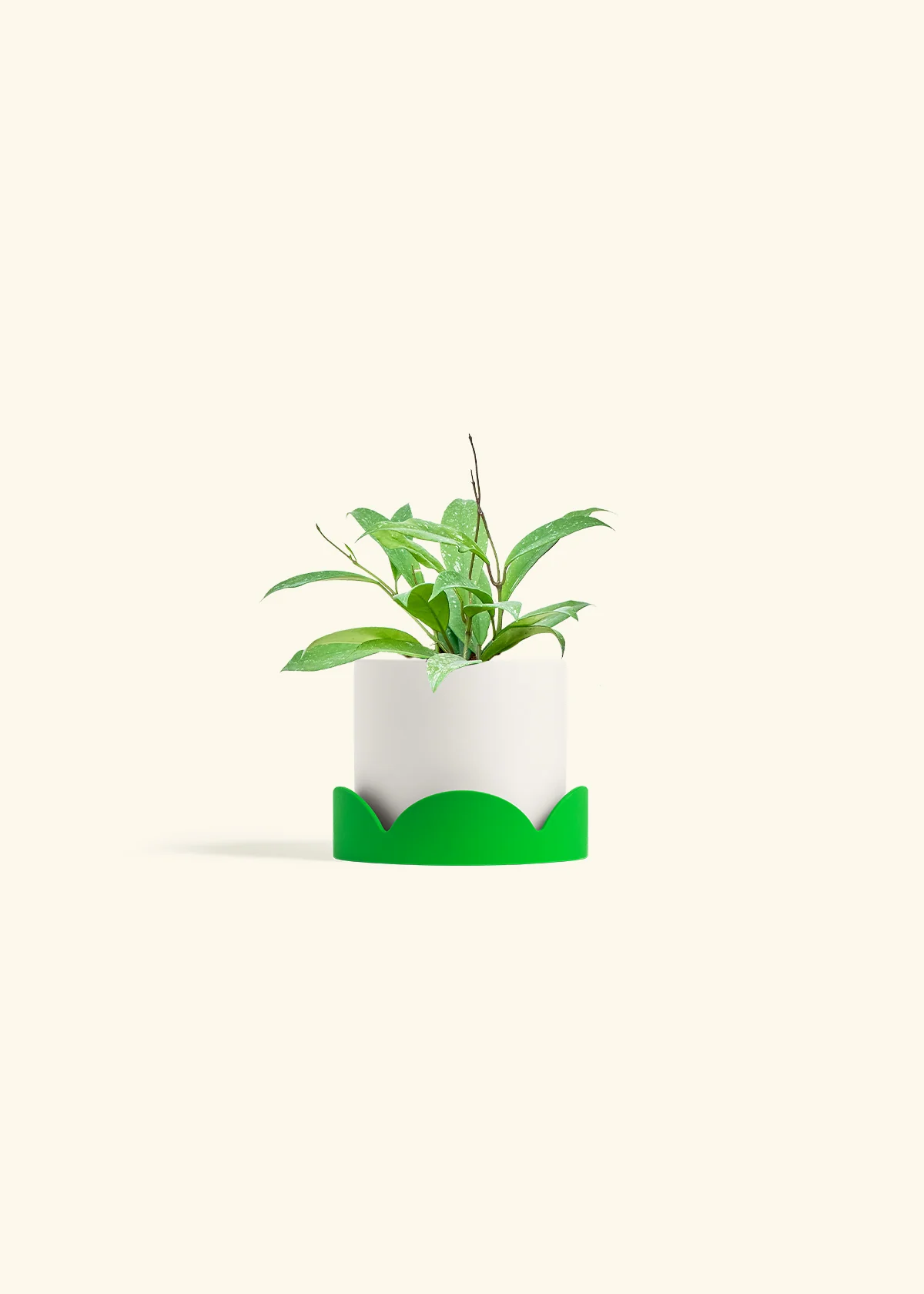 Hoya 'Silver Splash', Small - Image 21