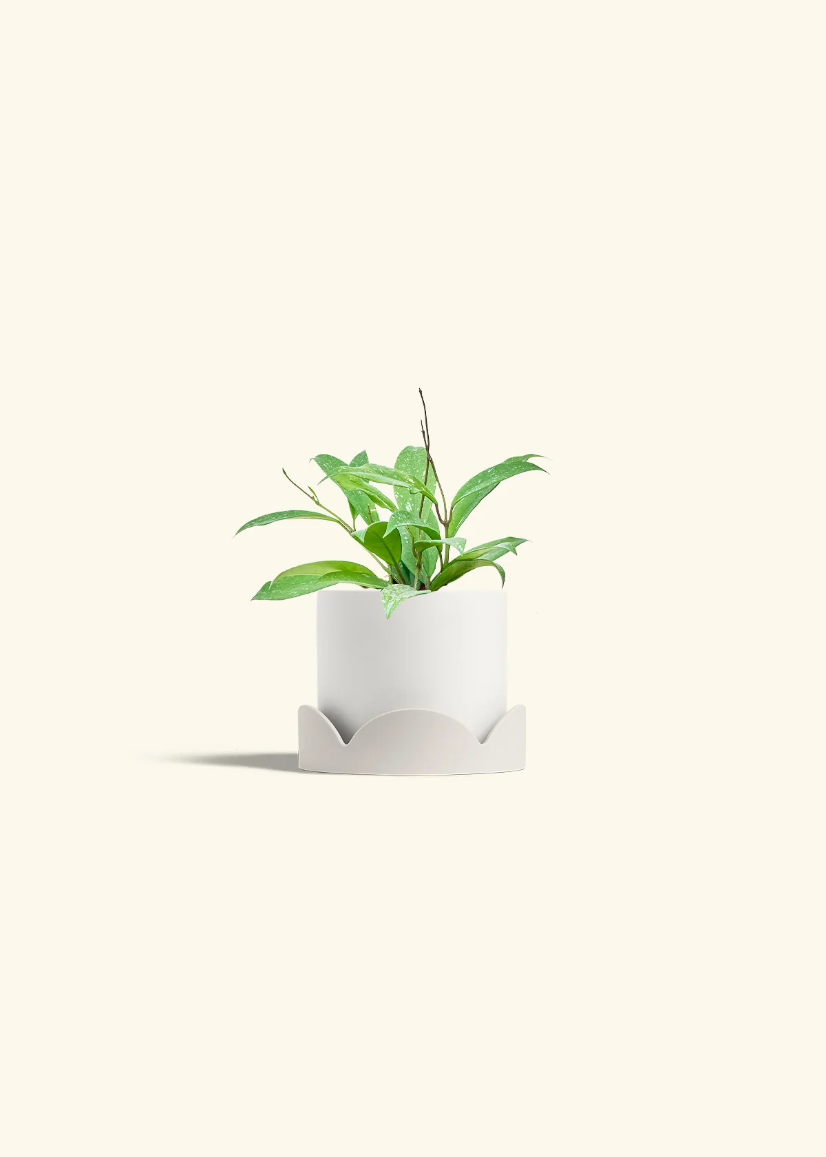 Hoya 'Silver Splash', Small - Image 22