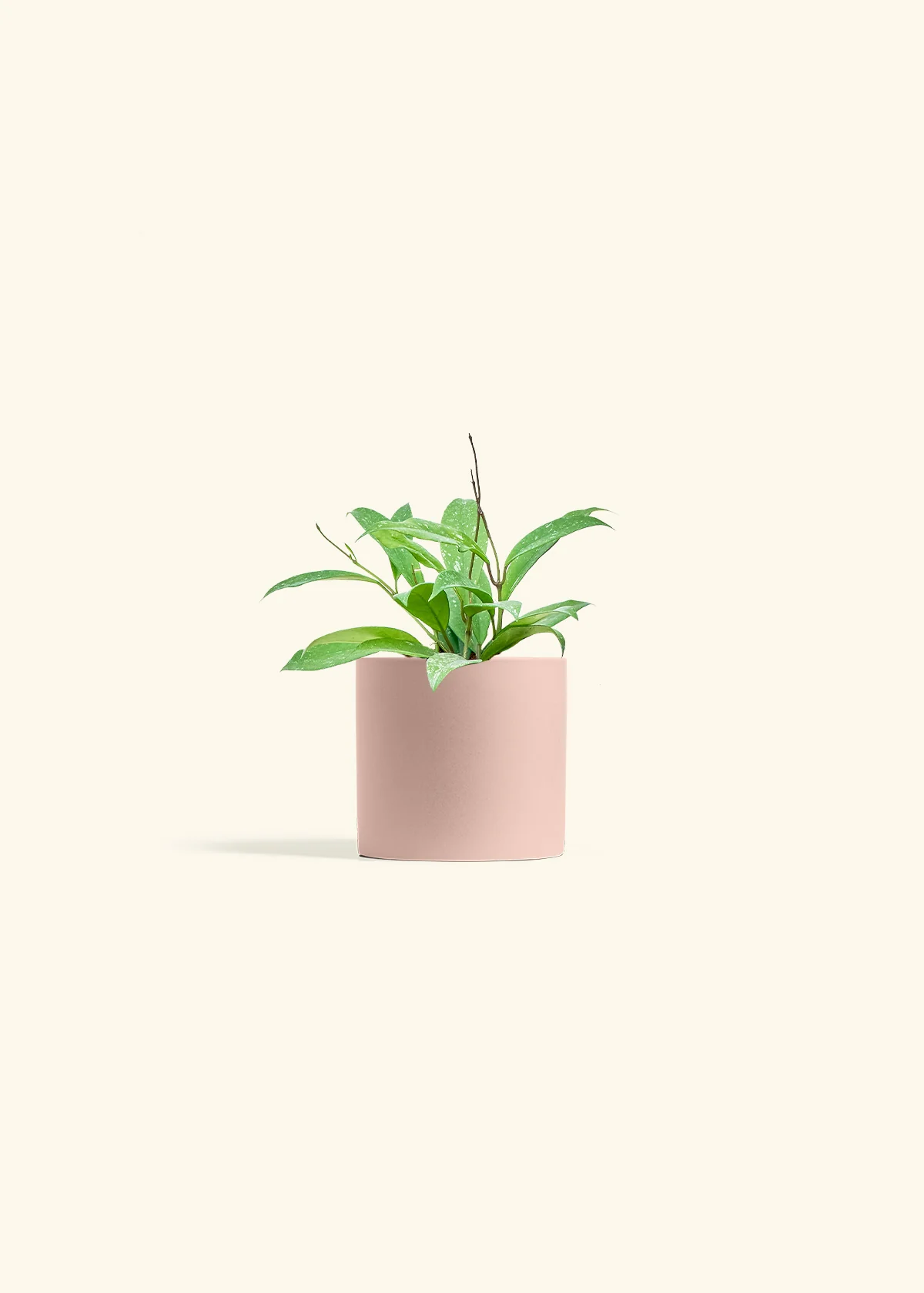 Hoya 'Silver Splash', Small - Image 24
