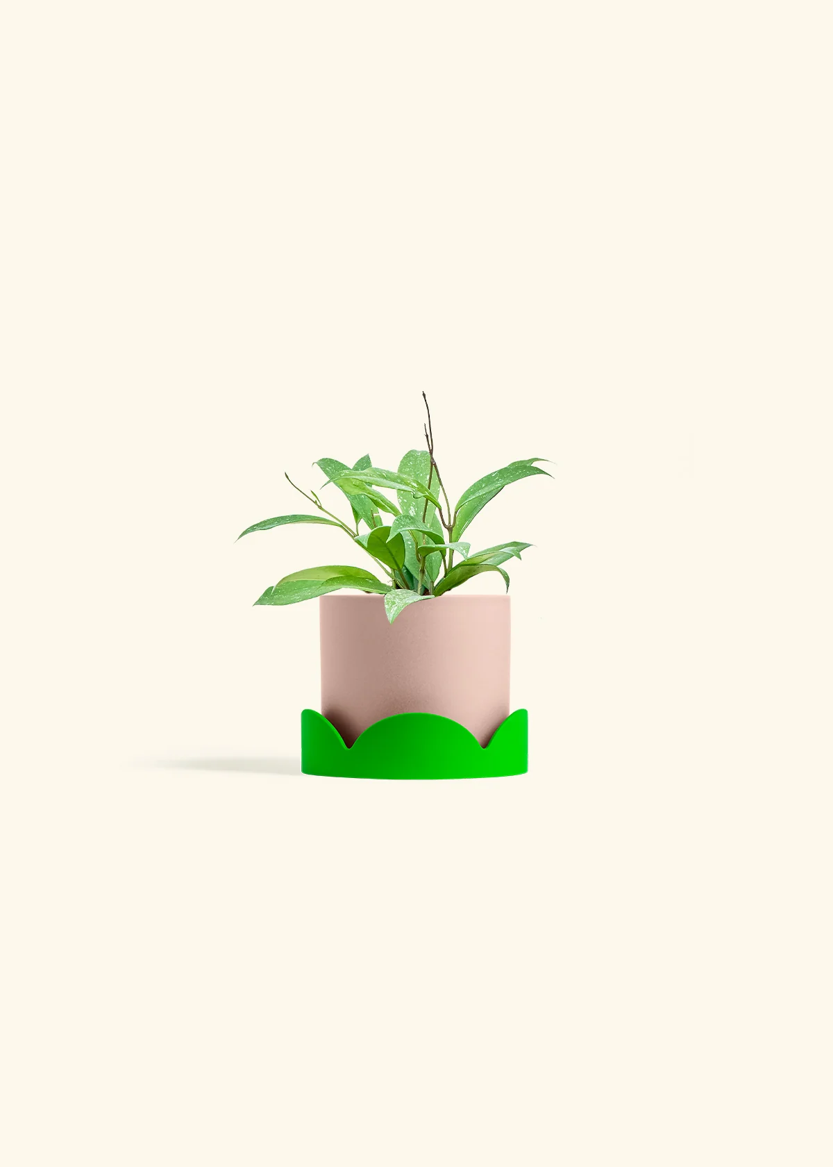 Hoya 'Silver Splash', Small - Image 25