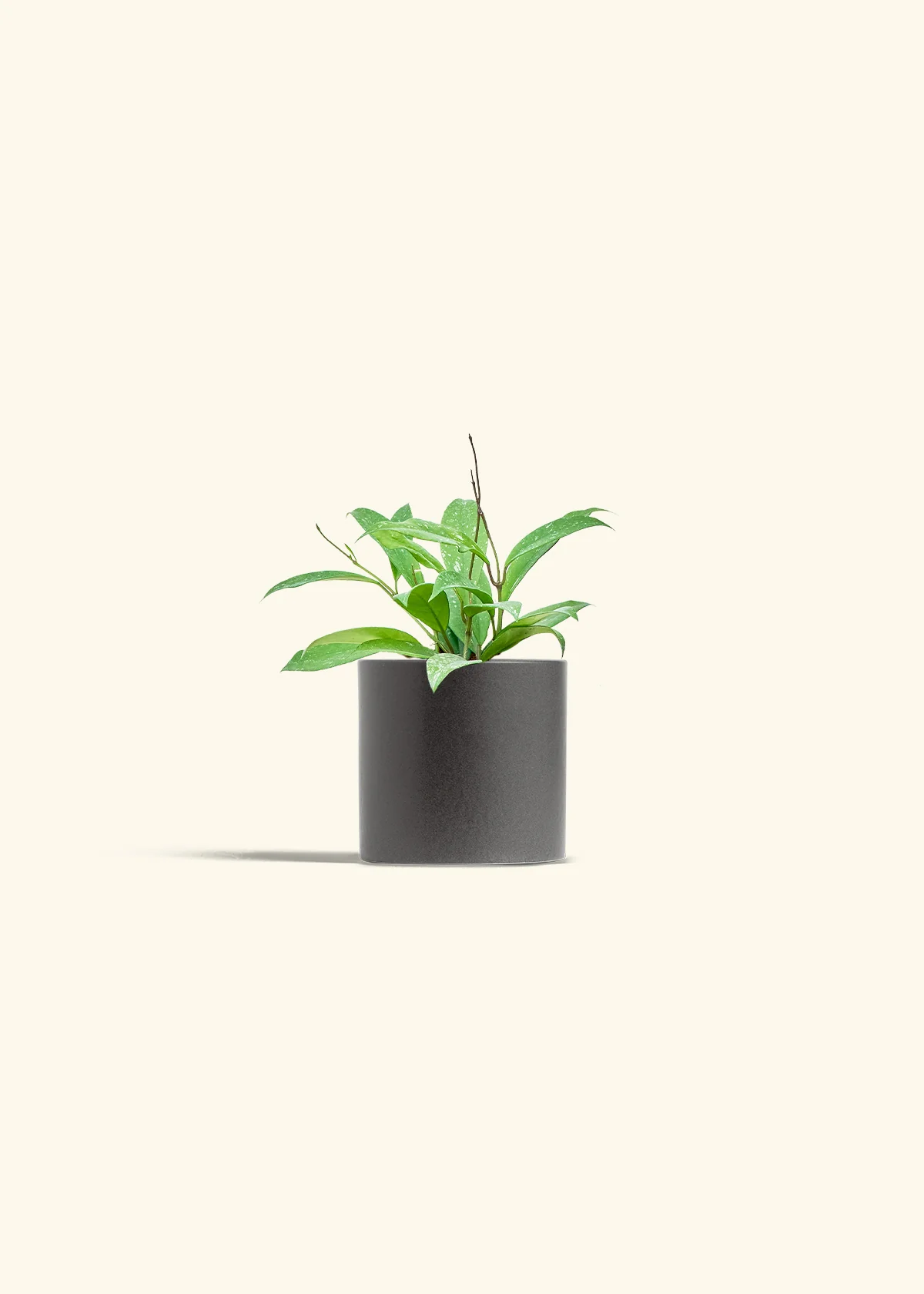 Hoya 'Silver Splash', Small - Image 28