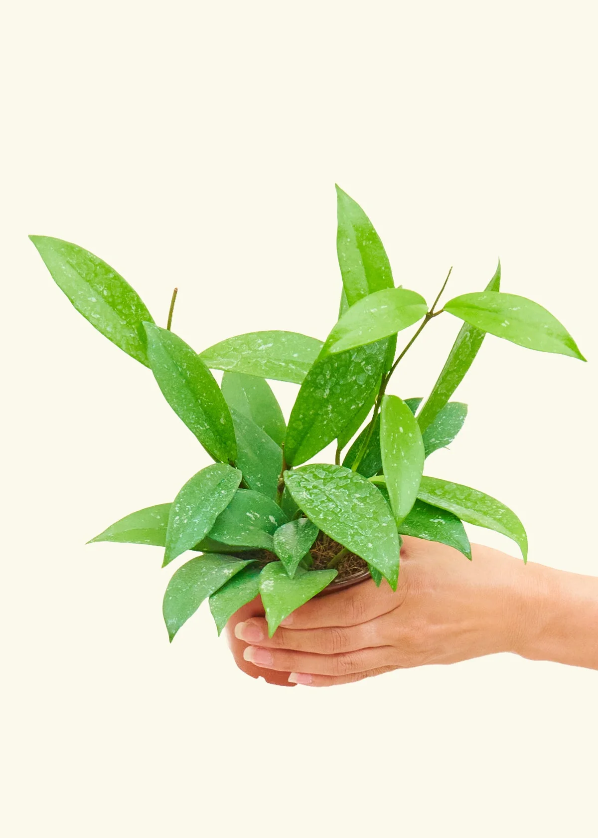 Hoya 'Silver Splash', Small - Image 3
