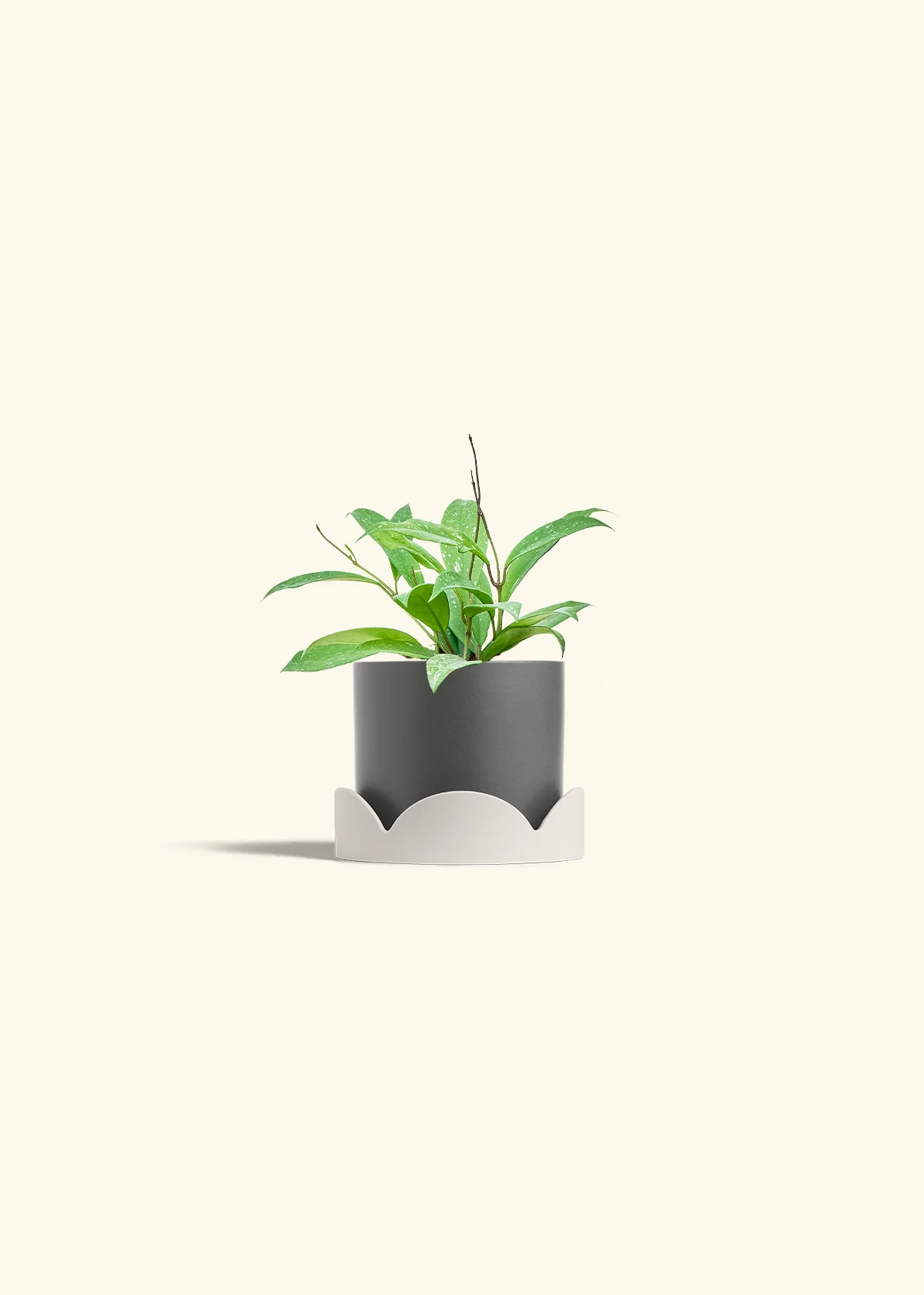 Hoya 'Silver Splash', Small - Image 30