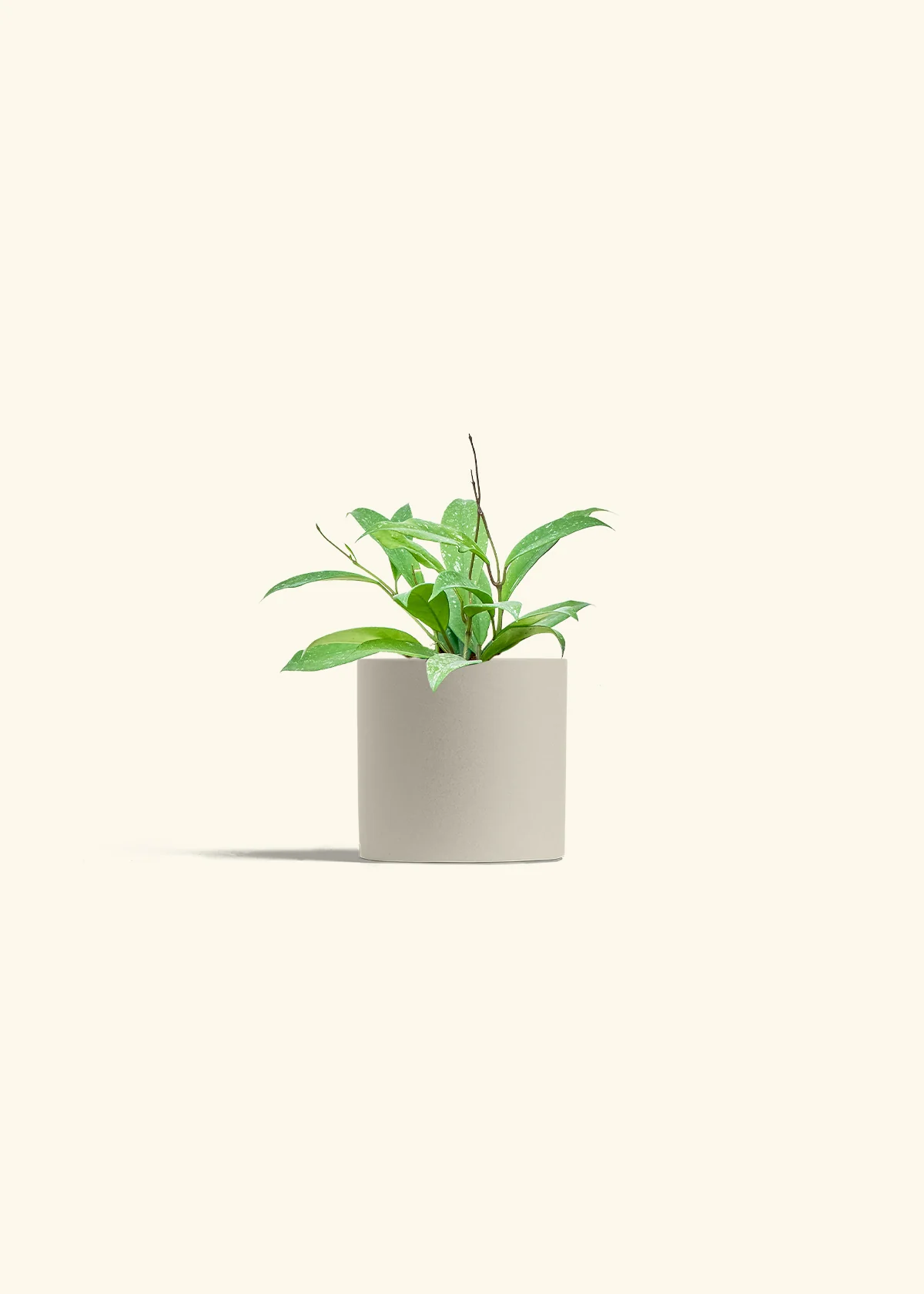 Hoya 'Silver Splash', Small - Image 32
