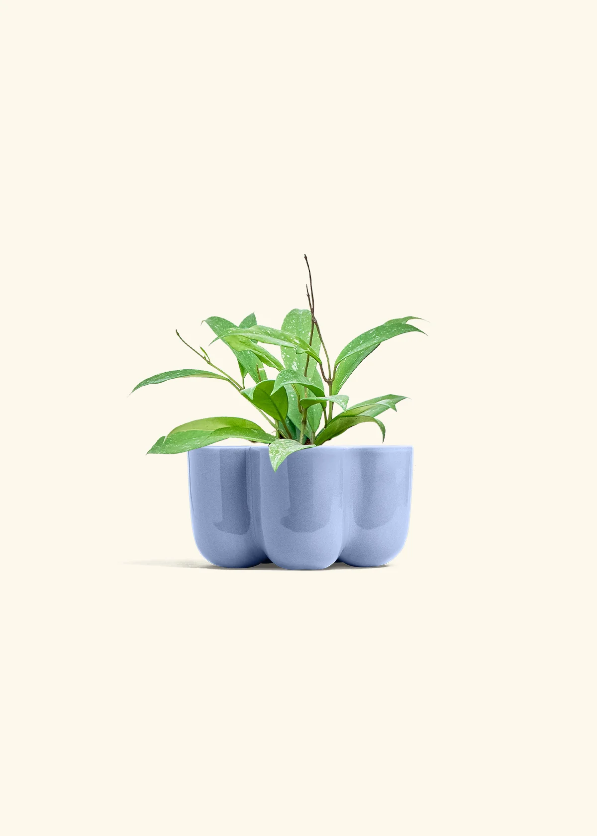 Hoya 'Silver Splash', Small - Image 36