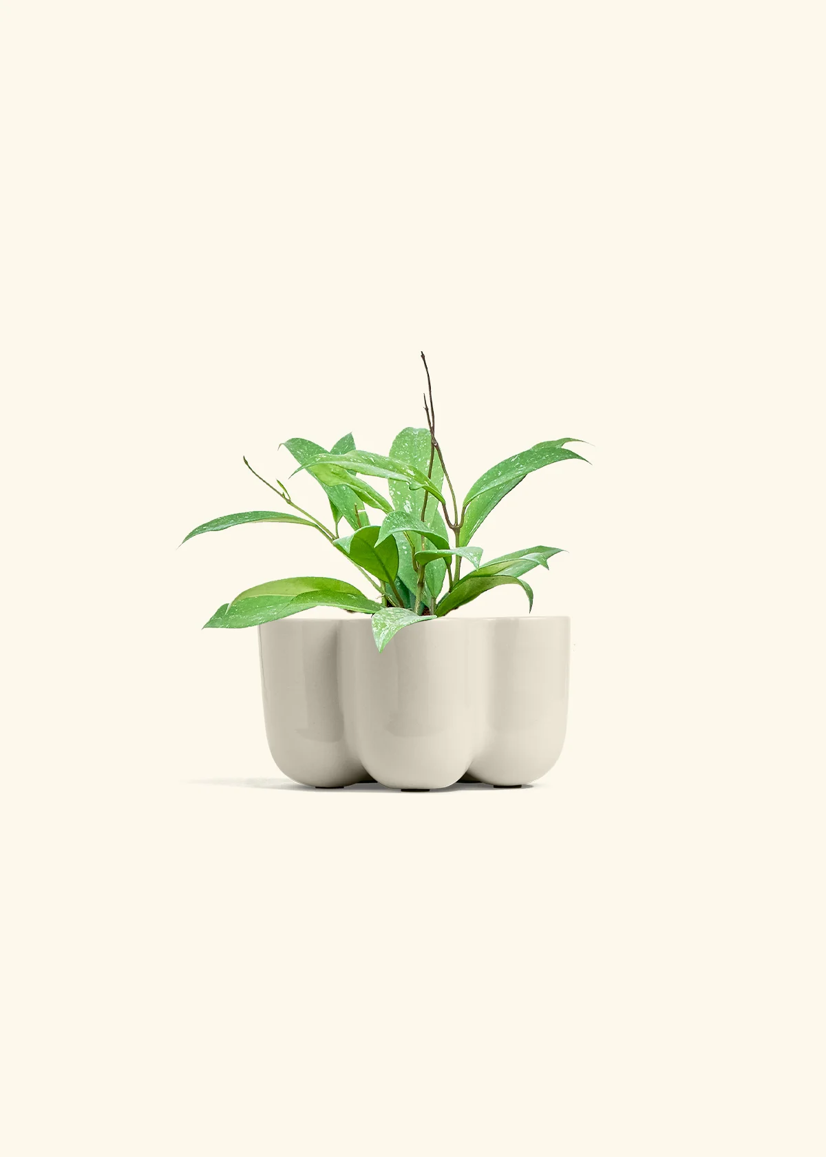 Hoya 'Silver Splash', Small - Image 37