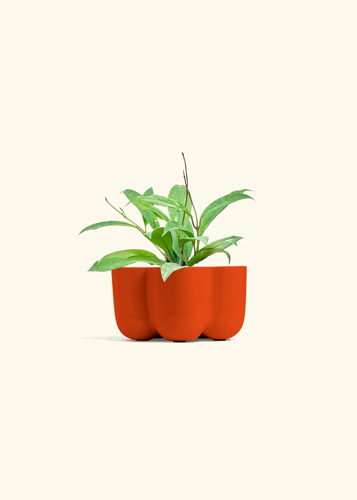 Hoya 'Silver Splash', Small - Image 38