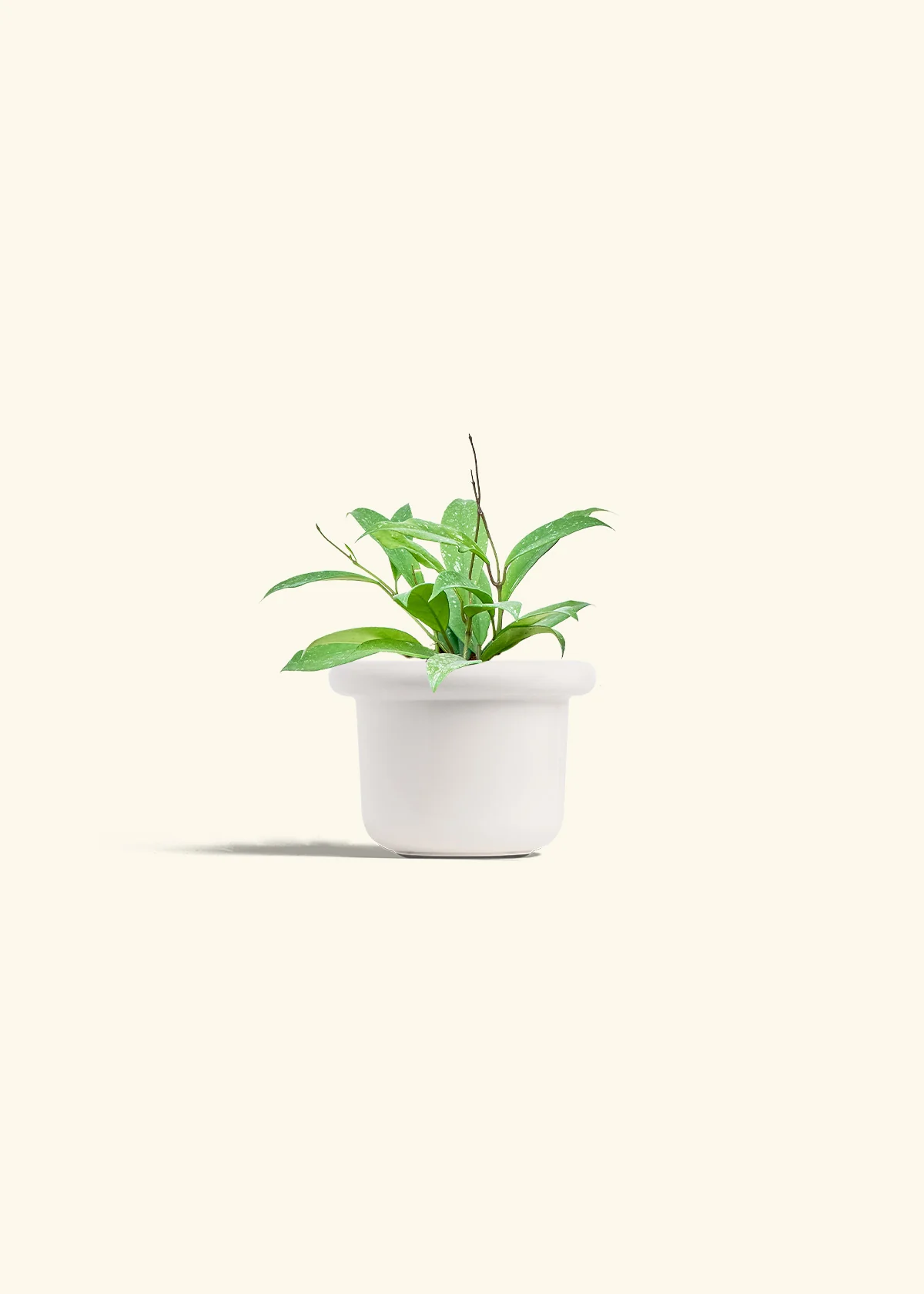 Hoya 'Silver Splash', Small - Image 4